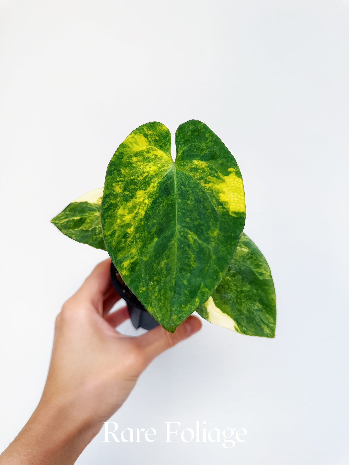 Anthurium Variegated Forgetii x Night Dragon 3" Exact Plant