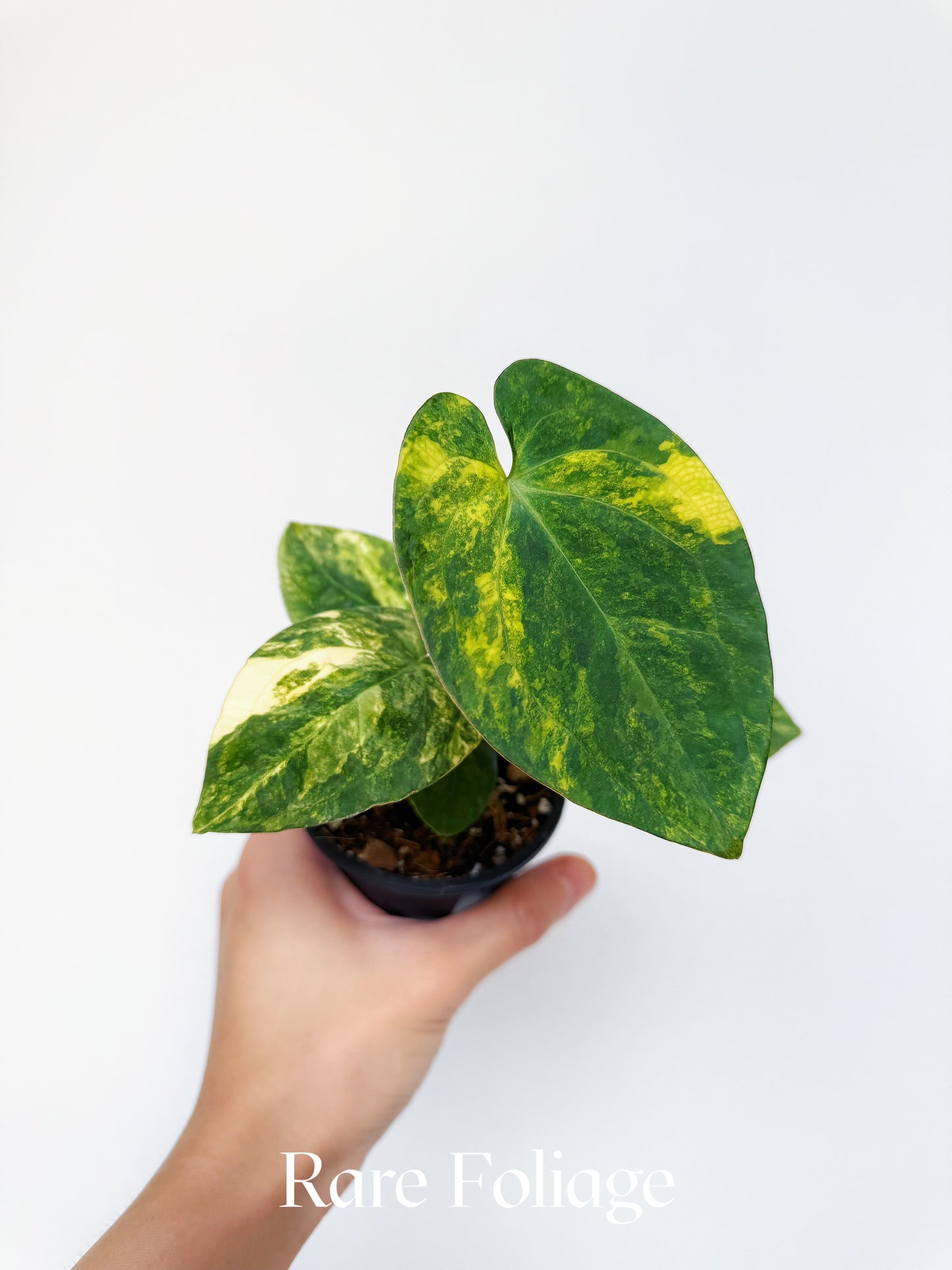 Anthurium Variegated Forgetii x Night Dragon 3" Exact Plant