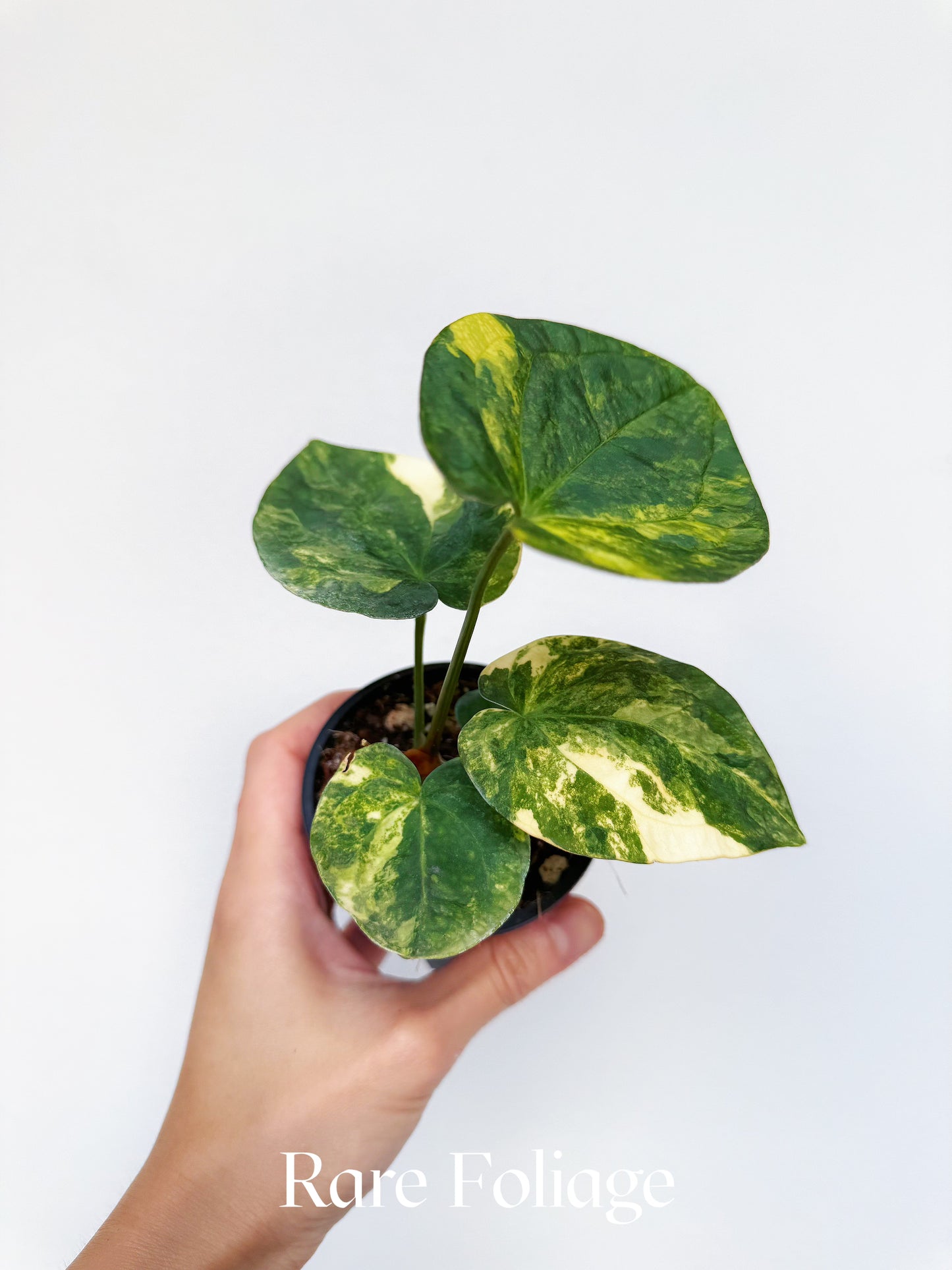 Anthurium Variegated Forgetii x Night Dragon 3" Exact Plant