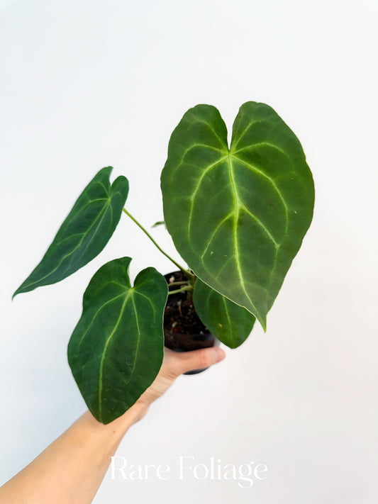 Anthurium Forgetii x Magnificum 4”