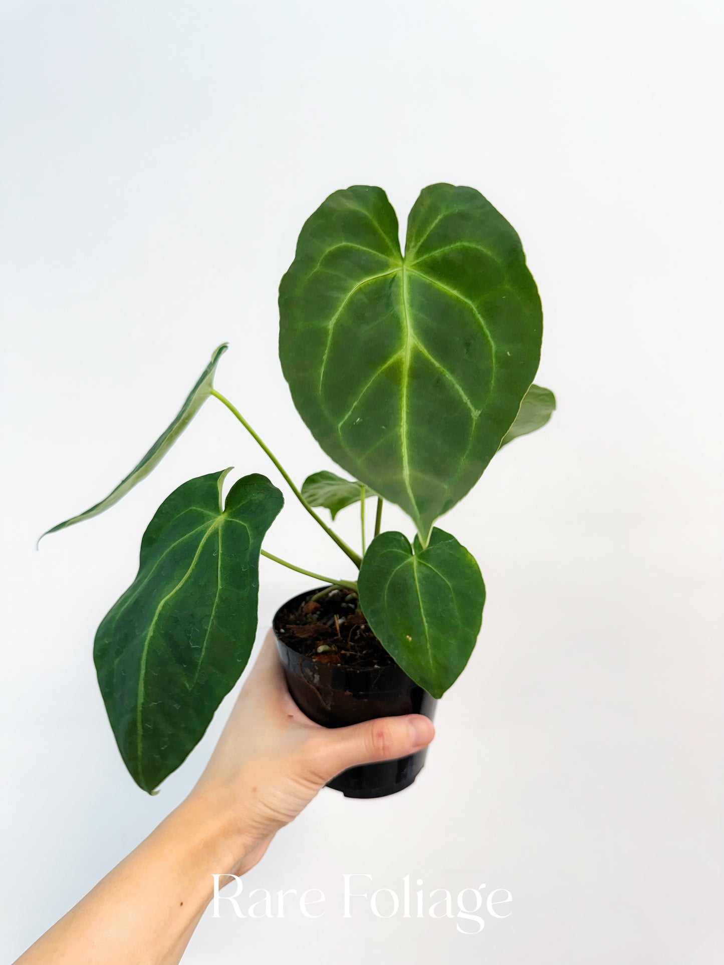 Anthurium Forgetii x Magnificum 4”