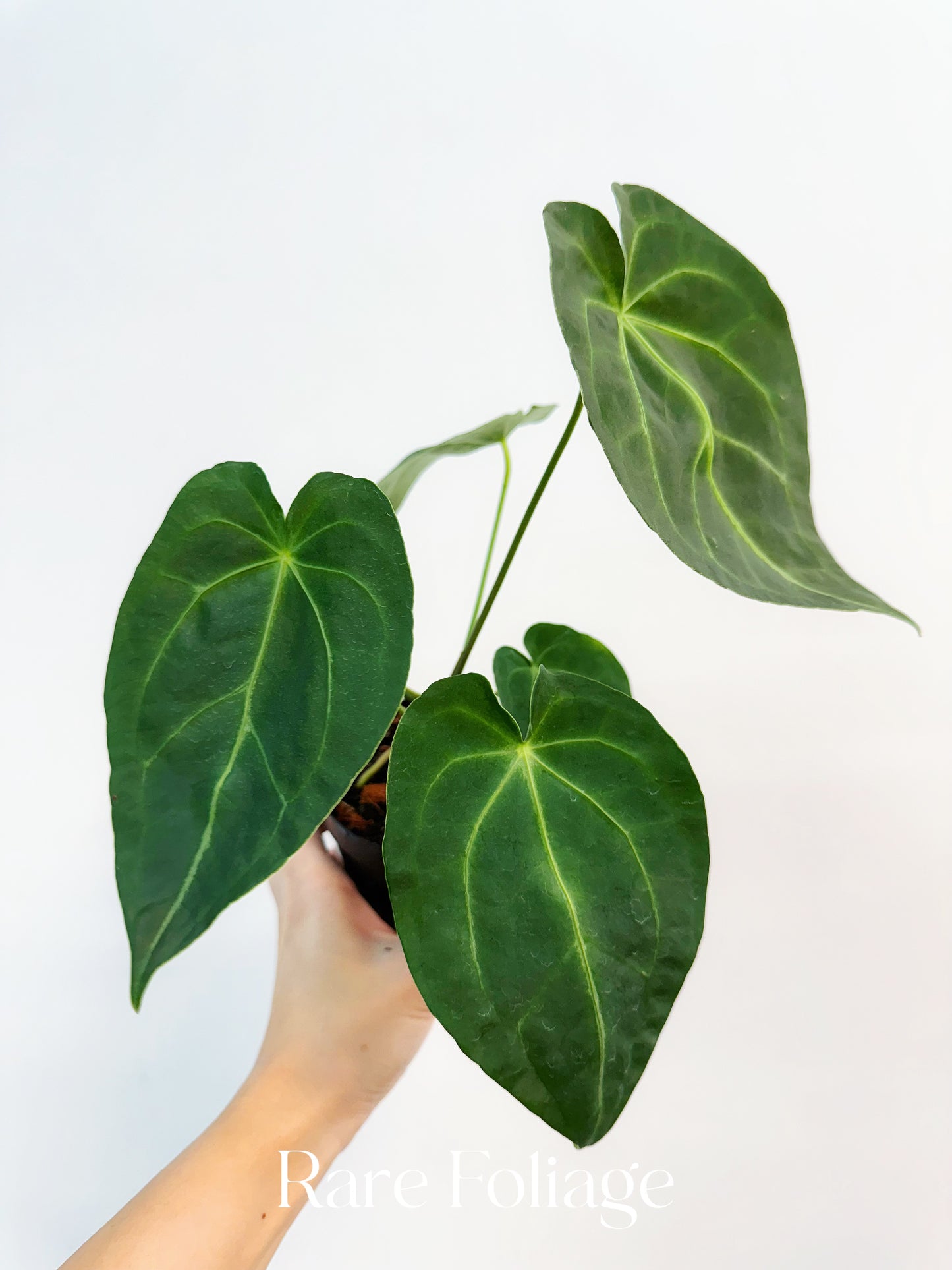 Anthurium Forgetii x Magnificum 4”