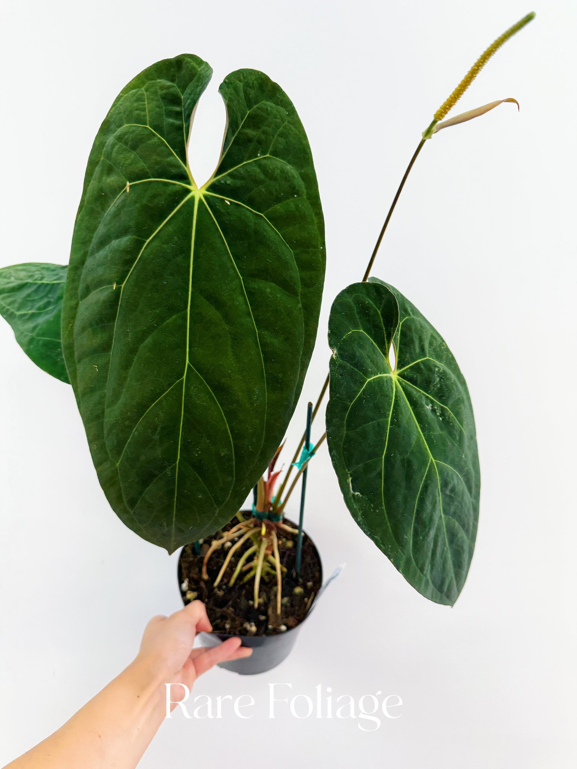 anthurium pyriforme Anthurium Fort Sherman 6" Mother Plant – Rare Foliage Plant Co