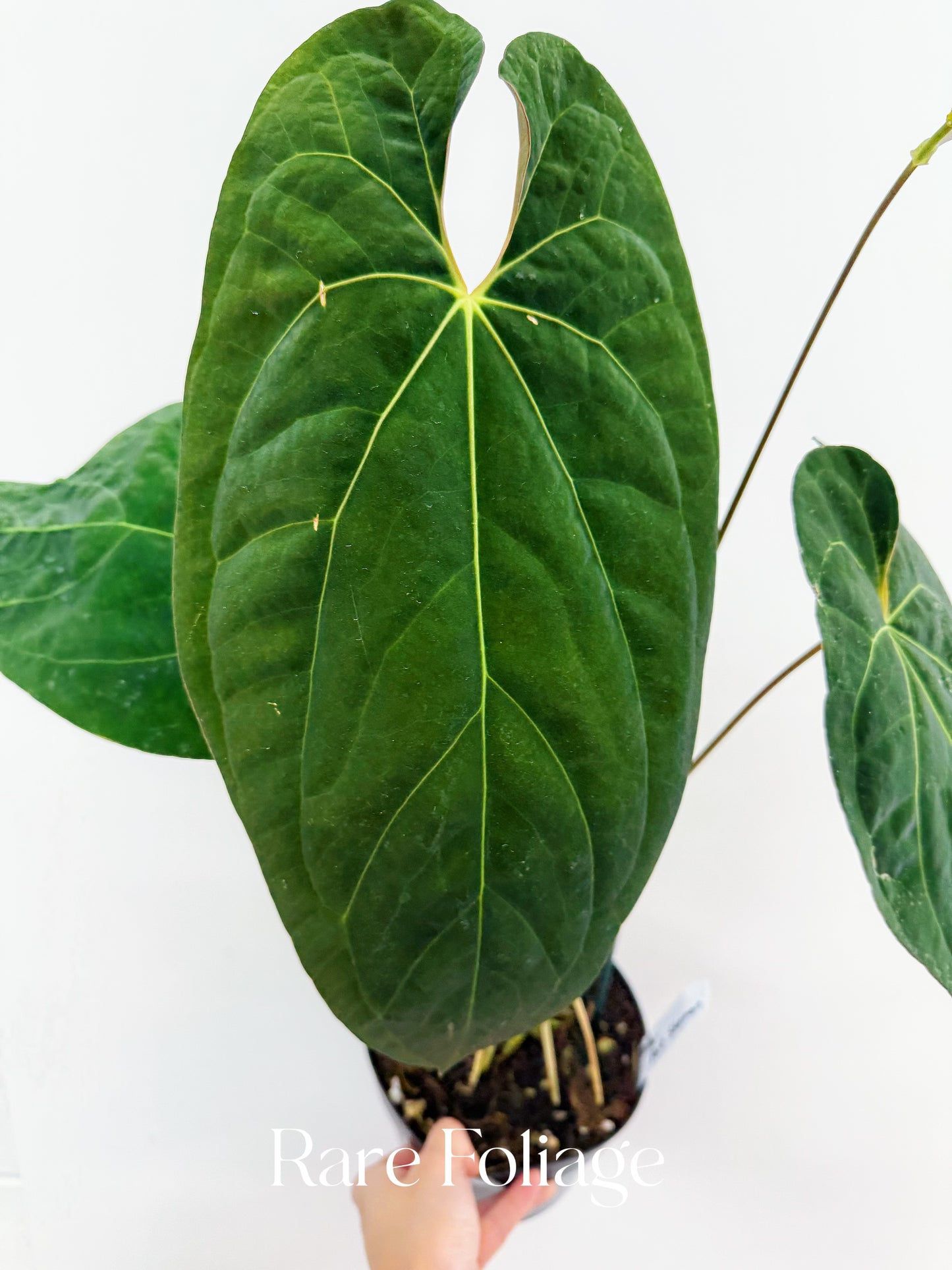 Anthurium Fort Sherman 6" Mother Plant