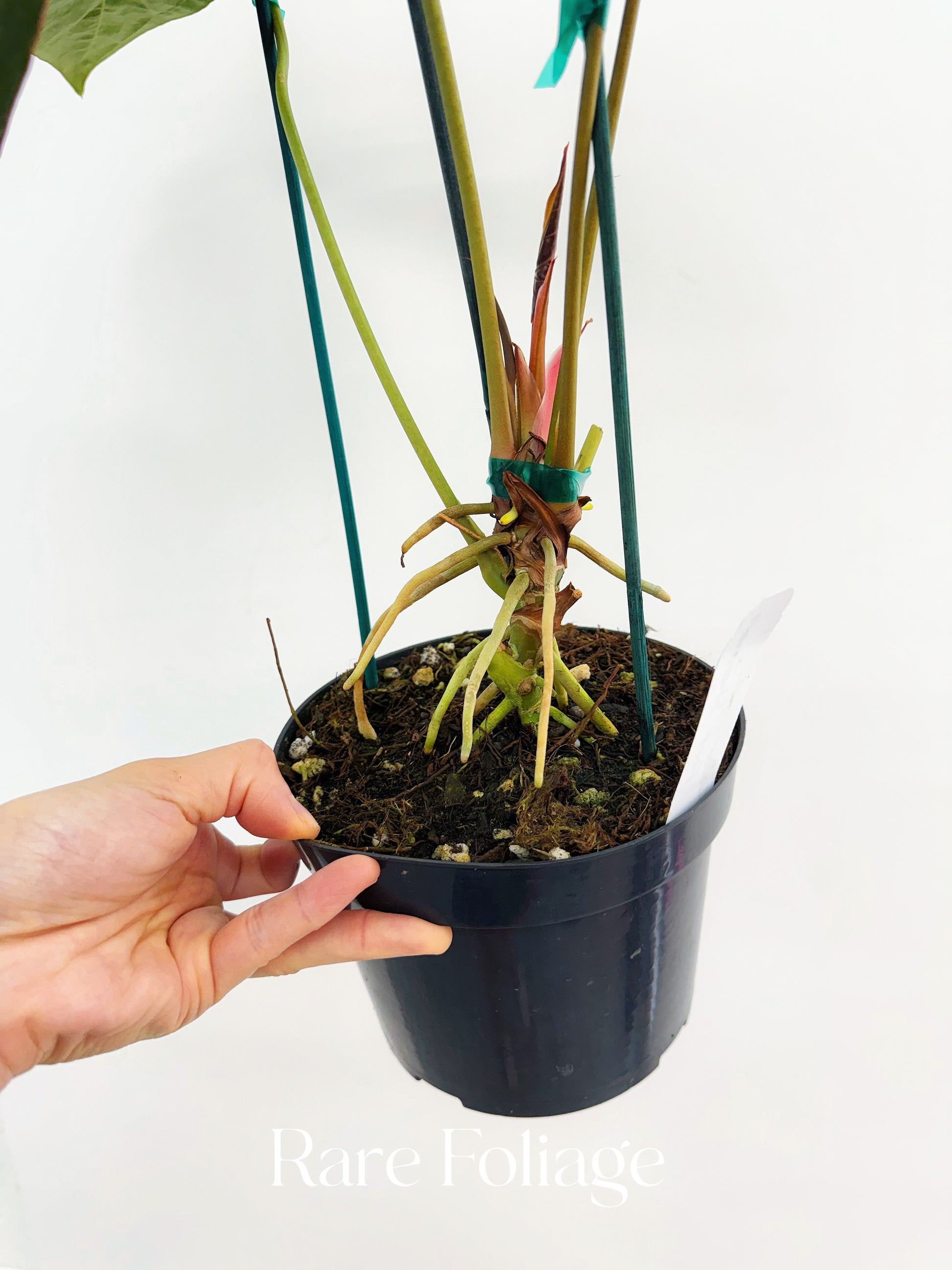 anthurium fort sherman Anthurium Fort Sherman 6" Mother Plant