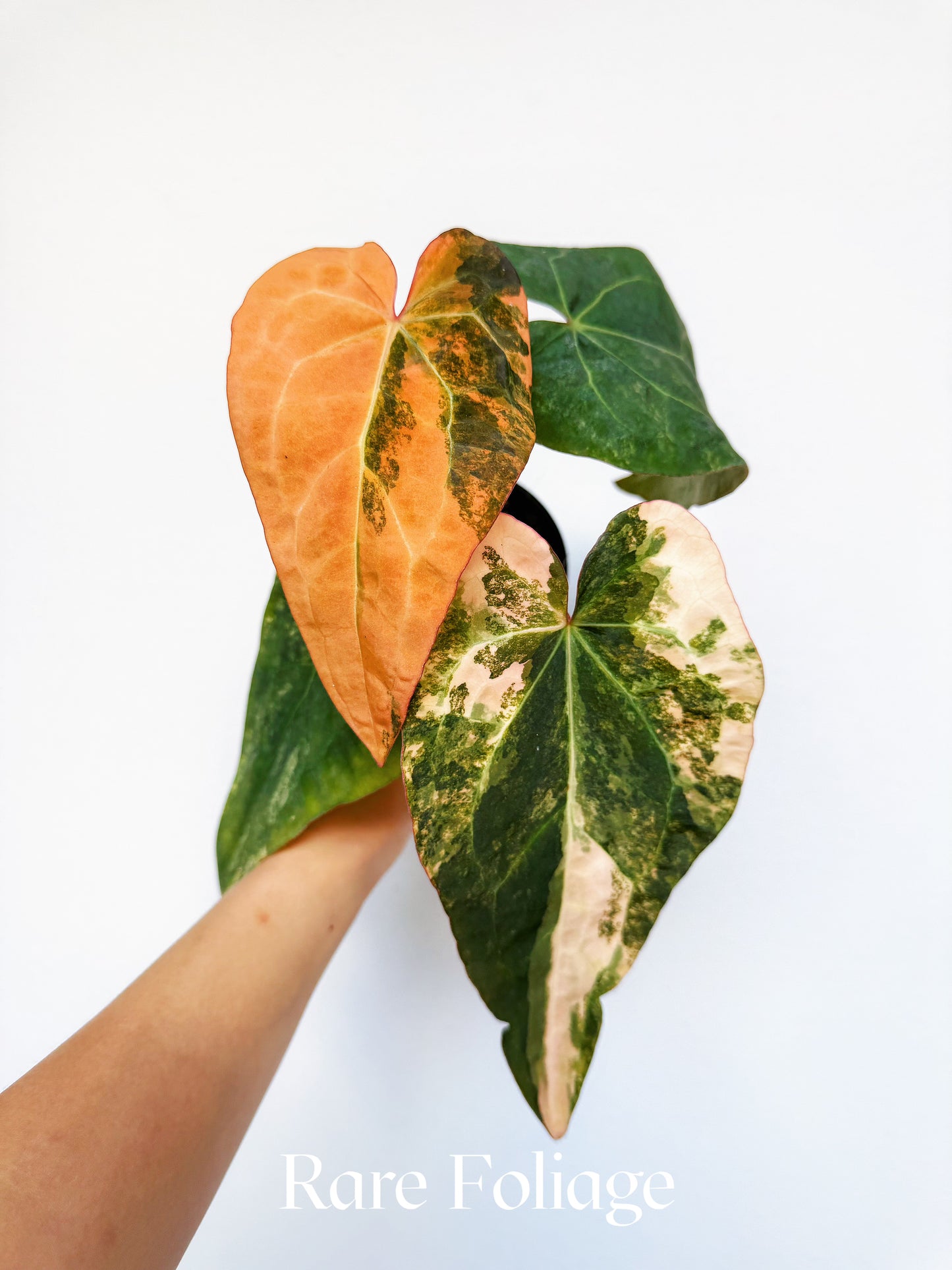 Anthurium Fwooper Variegated 4" Exact Plant