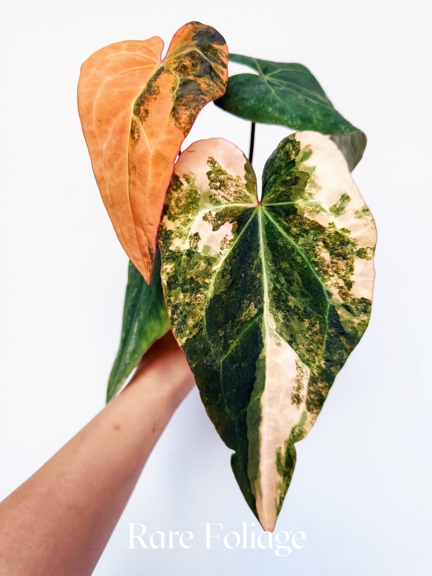 Anthurium Fwooper Variegated 4" Exact Plant