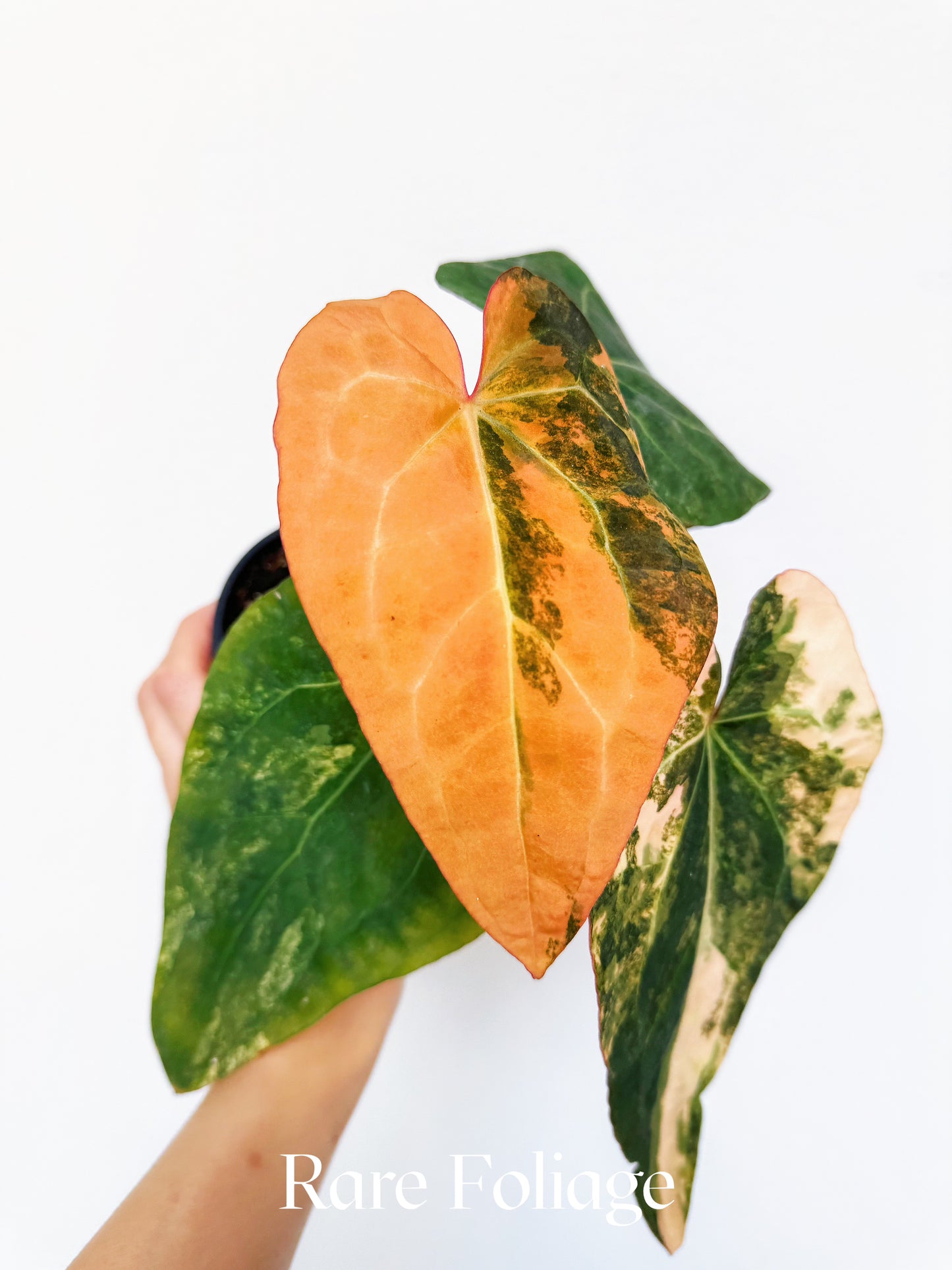 Anthurium Fwooper Variegated 4" Exact Plant