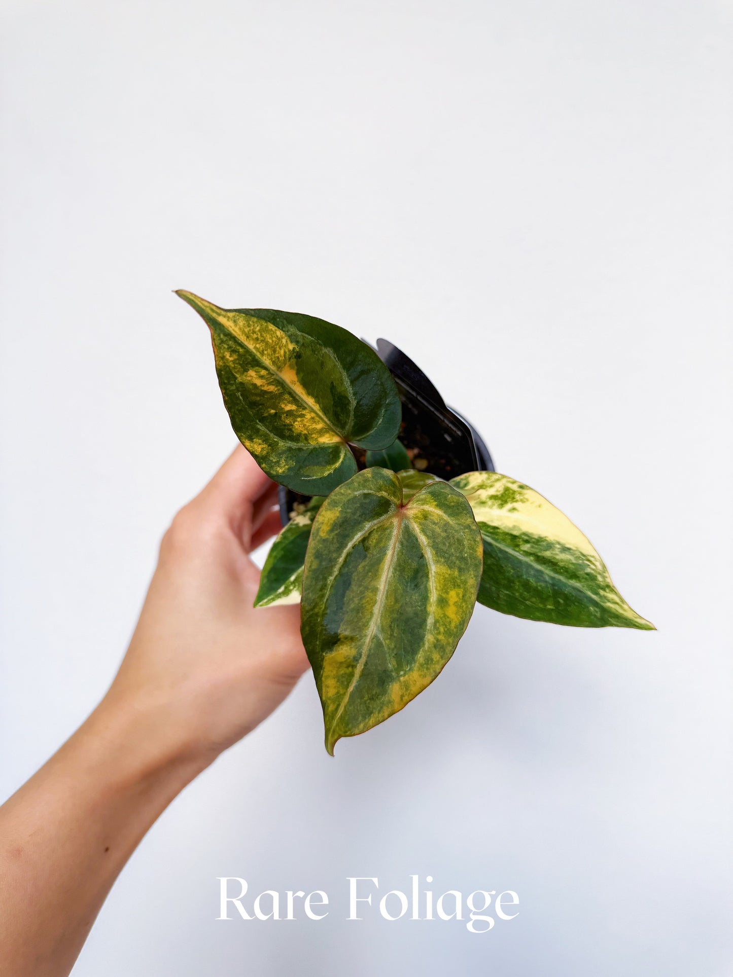 Anthurium Golden Sunrise KOS x Michelle Variegated 3" Exact Plant