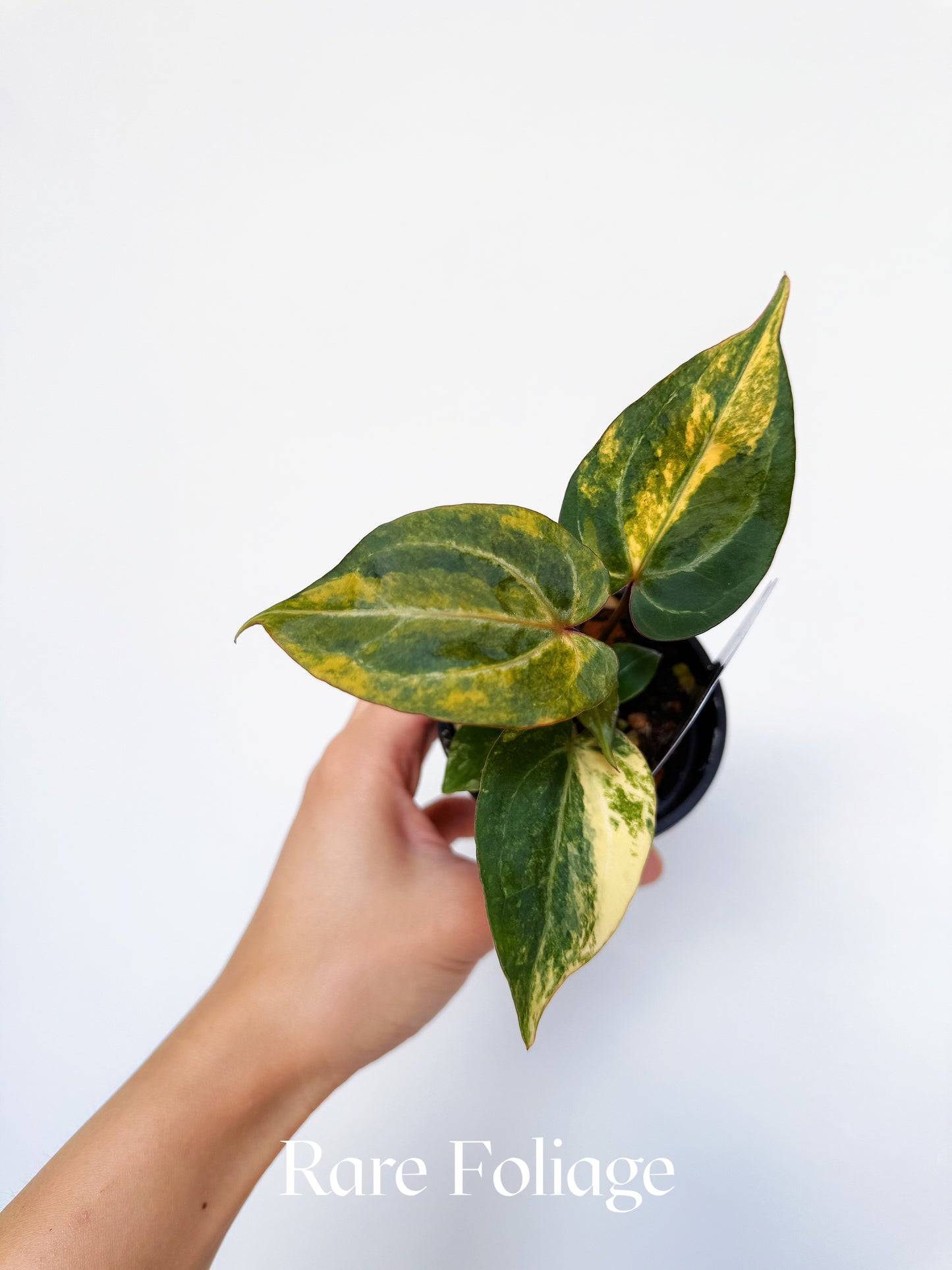 Anthurium Golden Sunrise KOS x Michelle Variegated 3" Exact Plant
