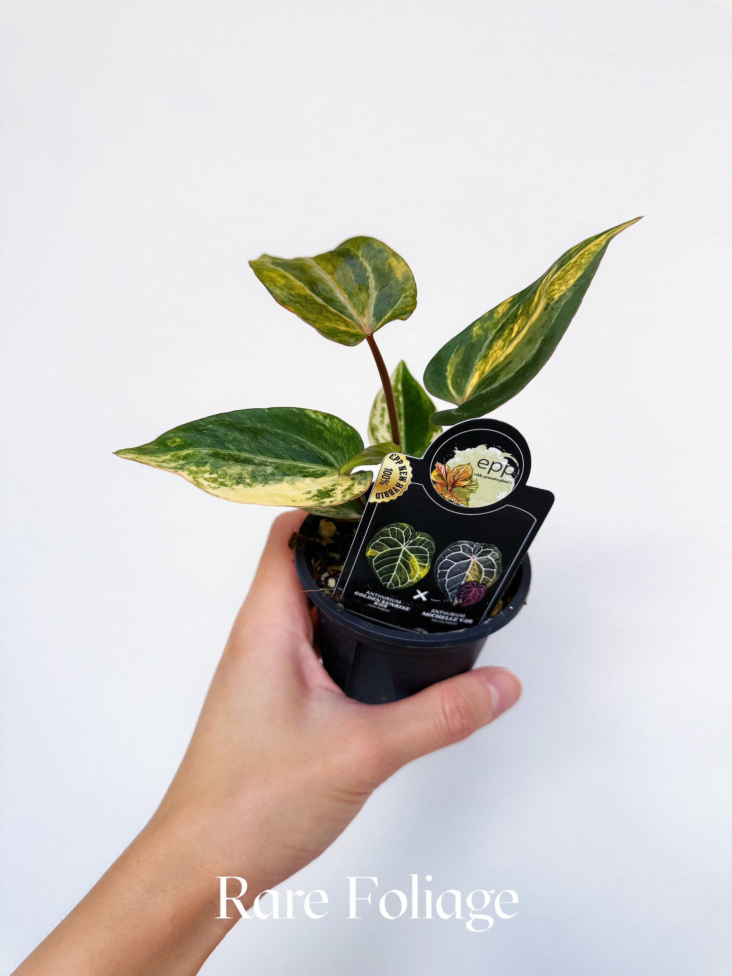 Anthurium Golden Sunrise KOS x Michelle Variegated 3" Exact Plant