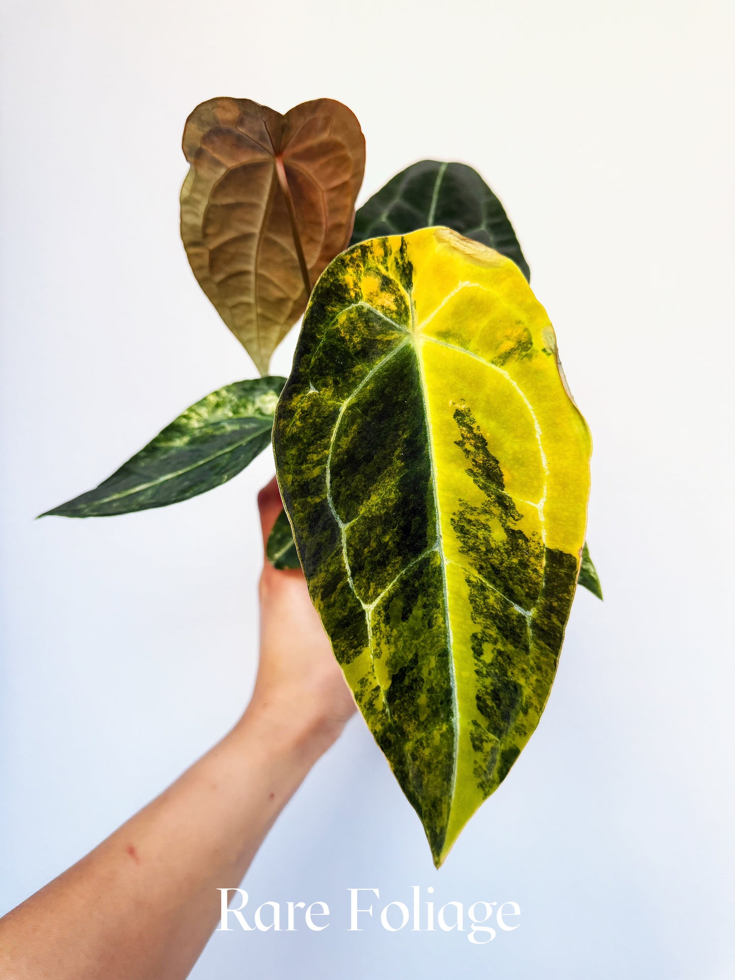 Anthurium Golden Sunrise Spider Pink x Purple Forgetii 4" Exact