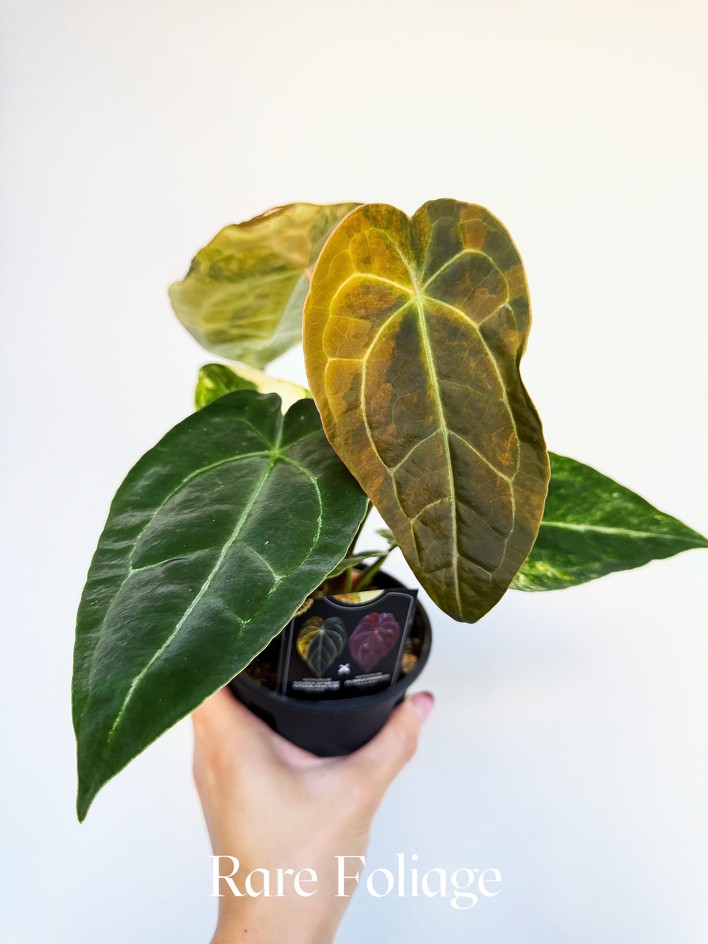 Anthurium Golden Sunrise Spider Pink x Purple Forgetii 4" Exact