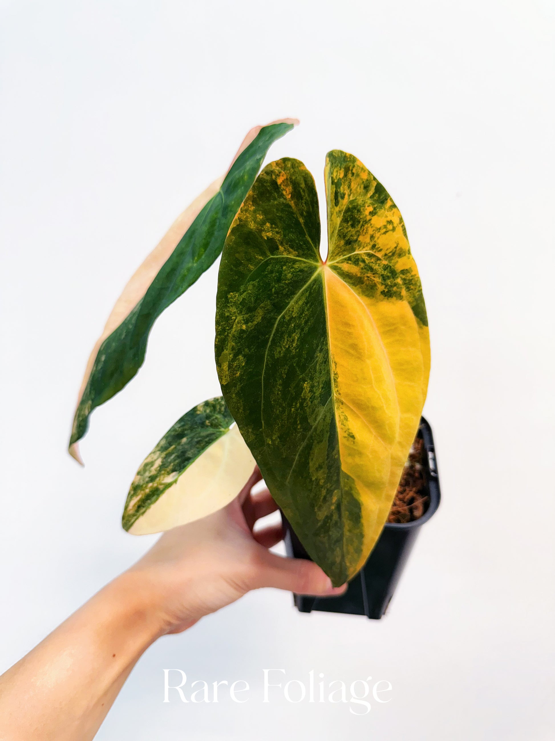 anthurium gold Anthurium Golden Sunrise x Tezula AOS Variegated 4” Exact Plant – Rare Foliage Plant Co