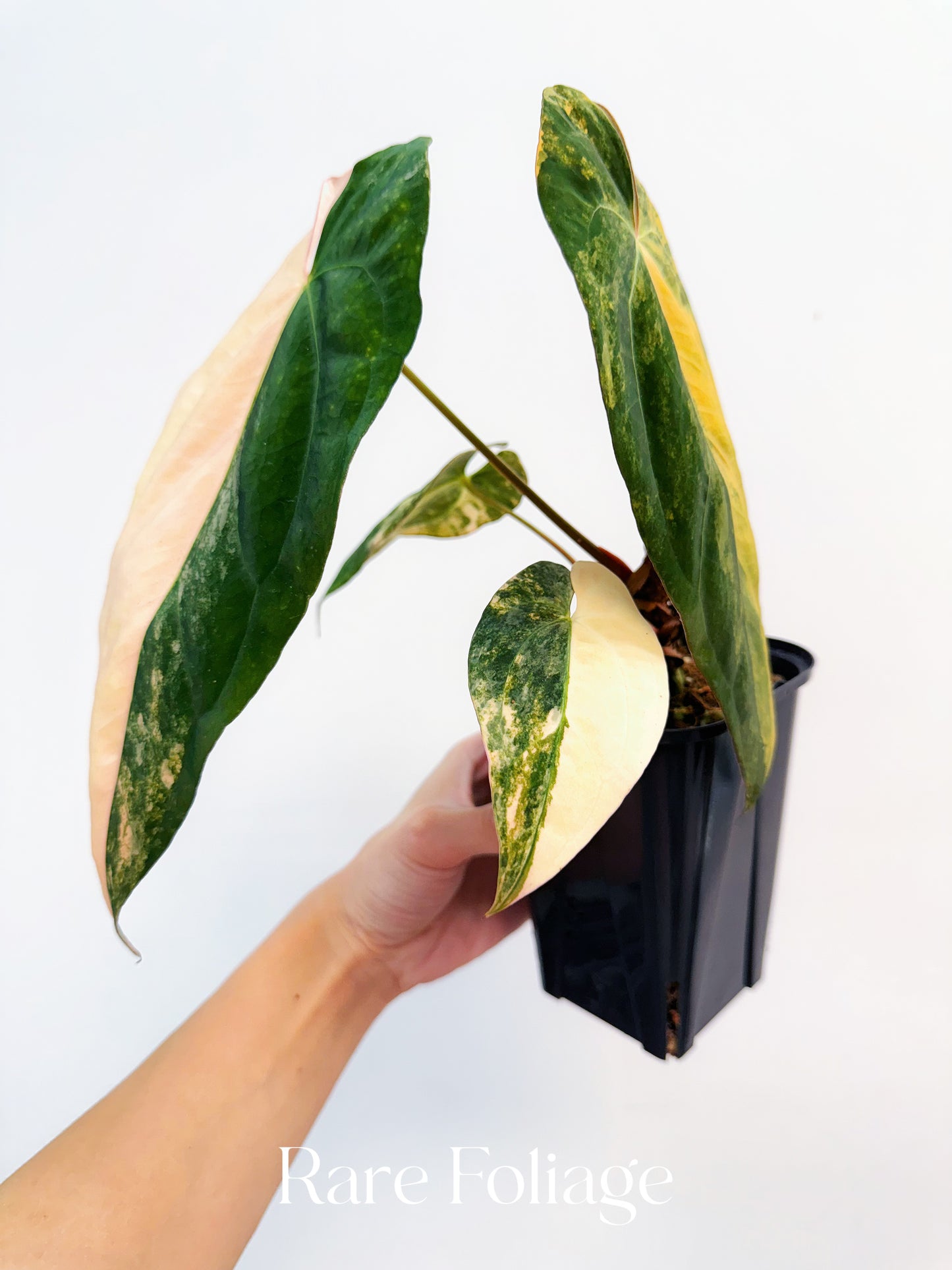 Anthurium Golden Sunrise x Tezula AOS Variegated 4” Exact Plant