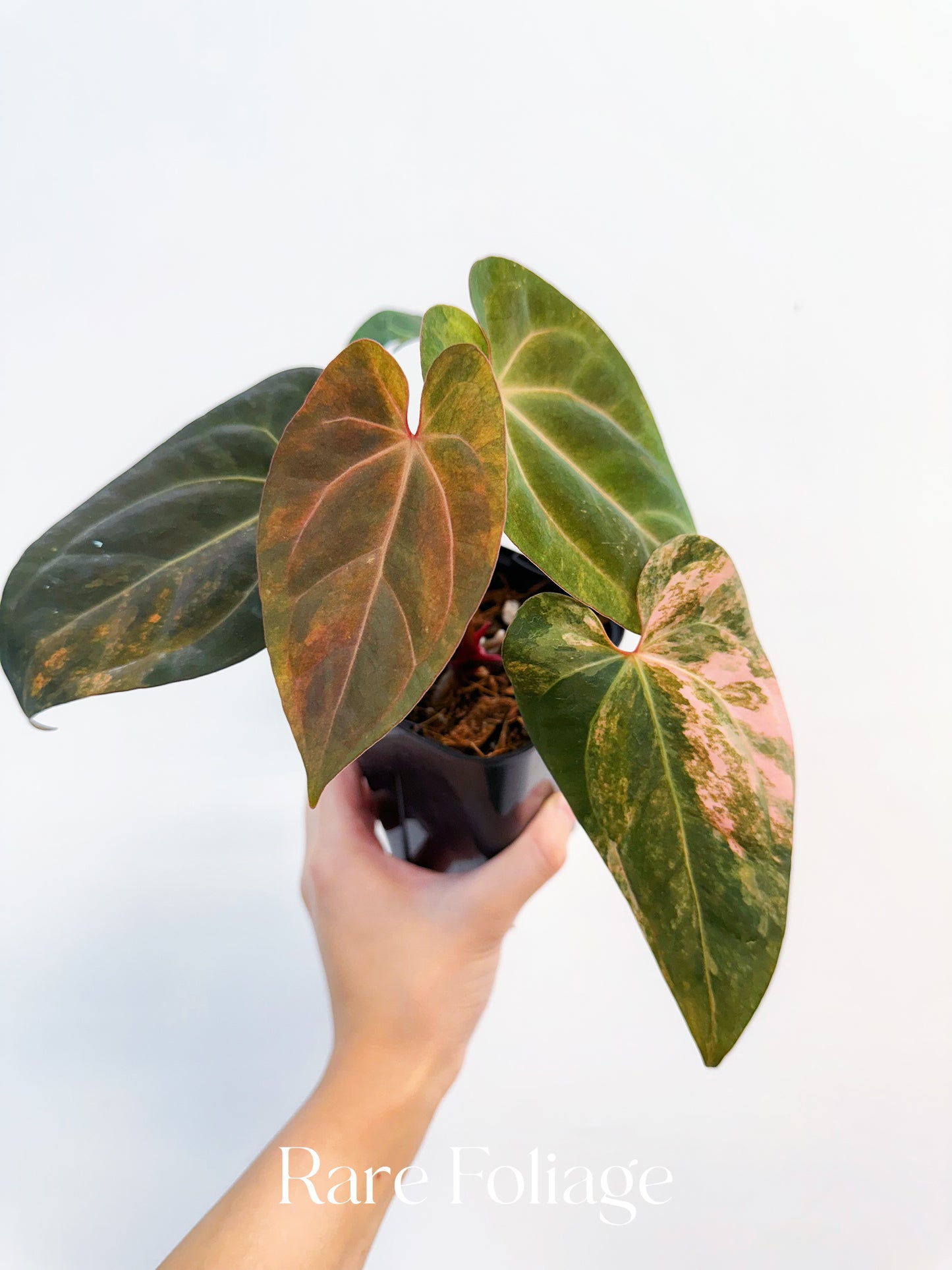 Anthurium Golden Sunrise x BVEP Variegated 4” Exact Plant