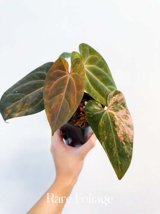 Anthurium Golden Sunrise x BVEP Variegated 4” Exact Plant