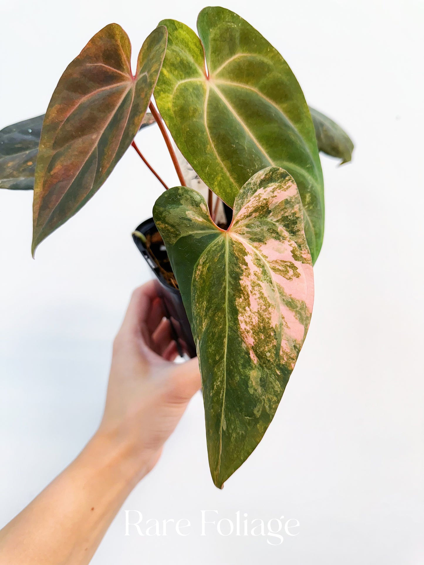 Anthurium Golden Sunrise x BVEP Variegated 4” Exact Plant