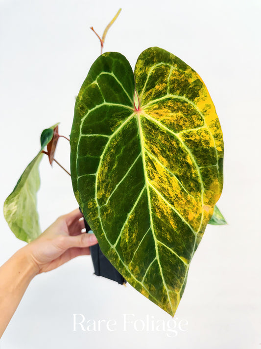 Anthurium Golden Sunrise x Carlablackiae Variegated 4” Exact Plant