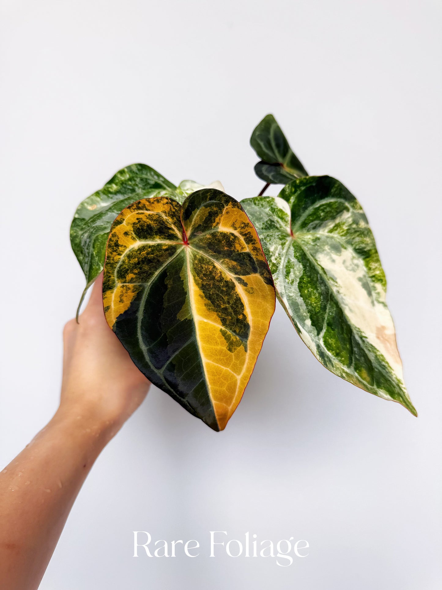Anthurium Golden Sunrise x Carlablackiae Variegated 4” Exact Plant