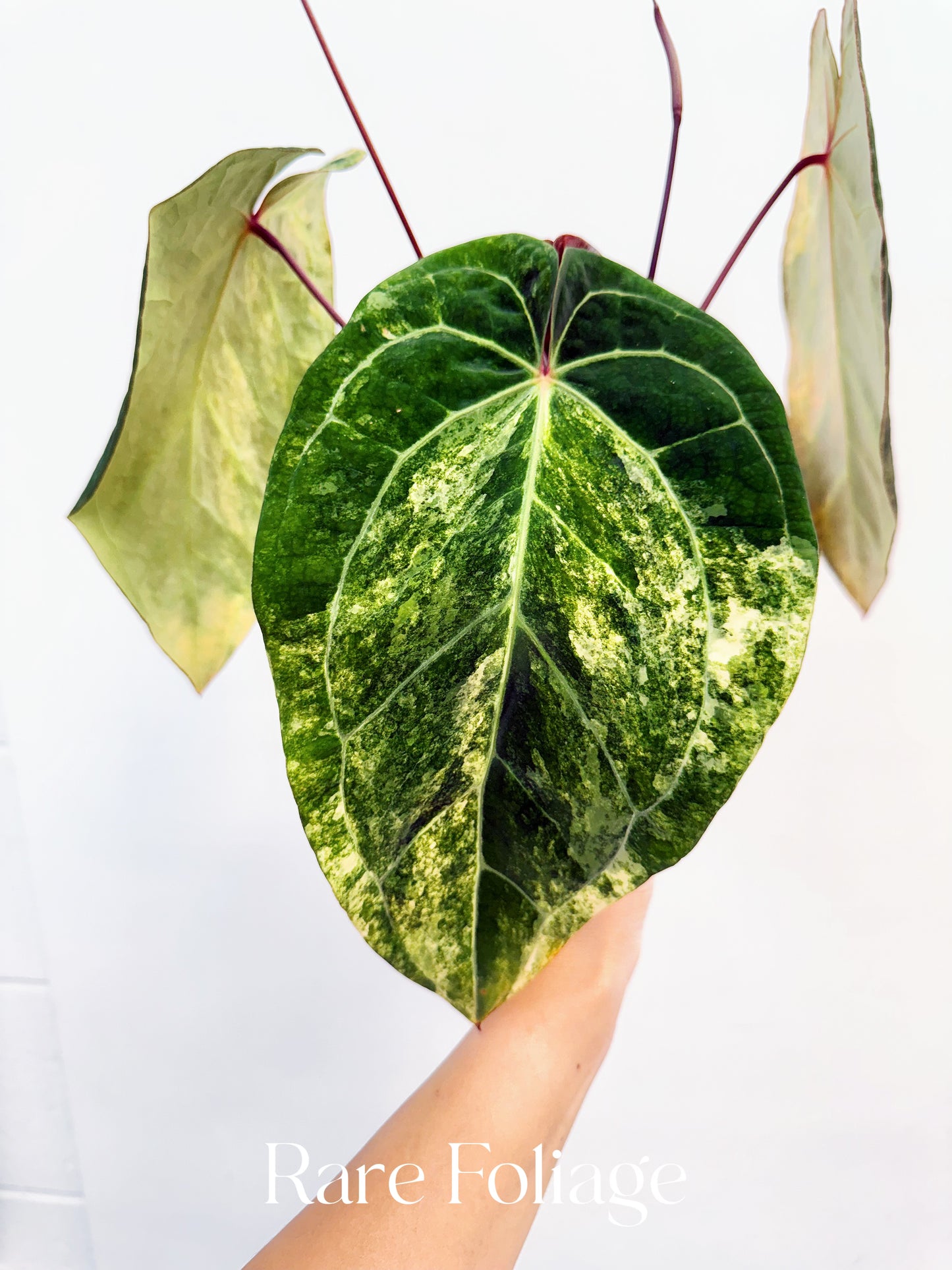Anthurium Golden Sunrise x Carlablackiae Variegated 4” Exact Plant