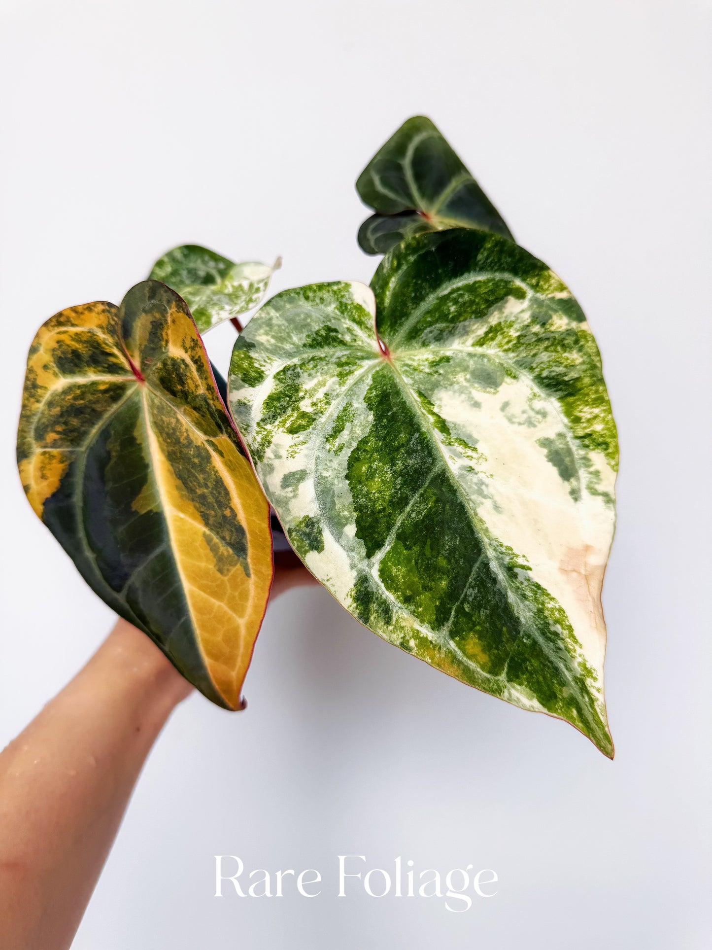 Anthurium Golden Sunrise x Carlablackiae Variegated 4” Exact Plant