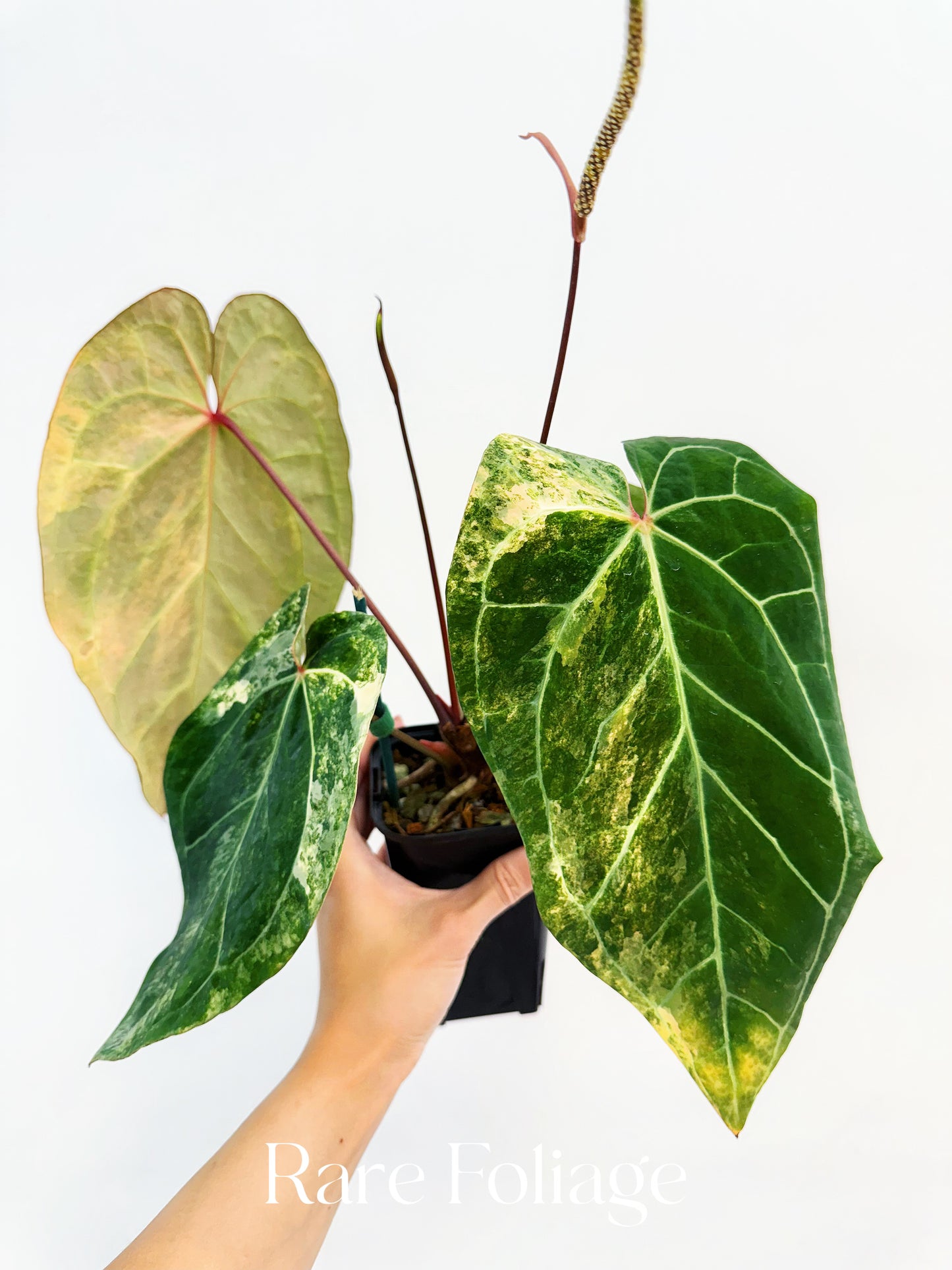 Anthurium Golden Sunrise x Carlablackiae Variegated 4” Exact Plant