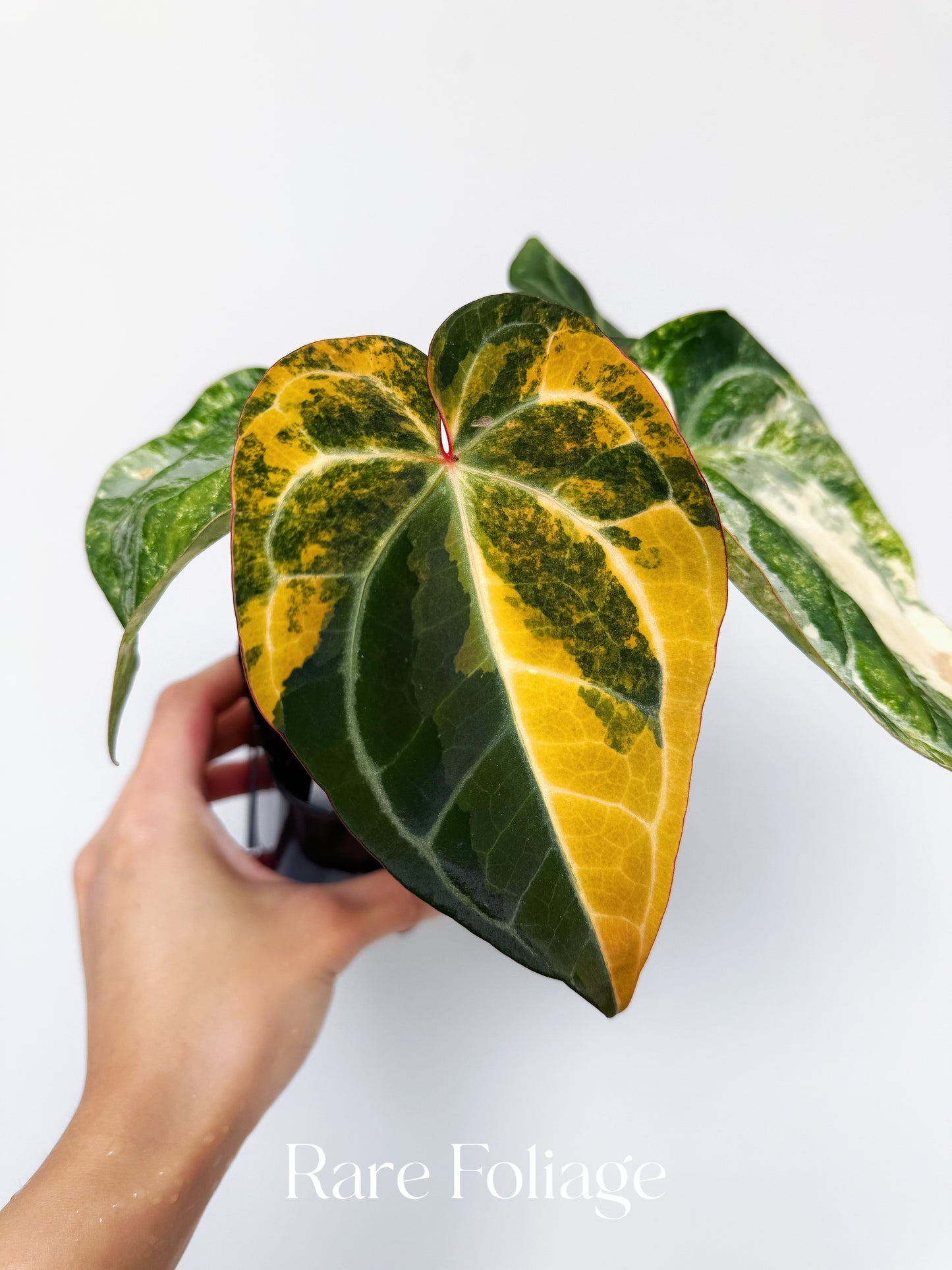 Anthurium Golden Sunrise x Carlablackiae Variegated 4” Exact Plant