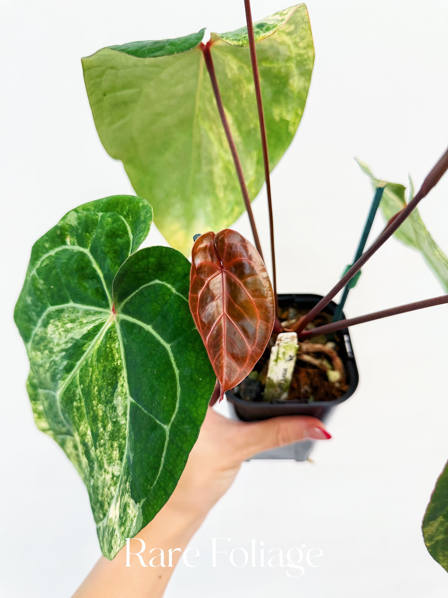 Anthurium Golden Sunrise x Carlablackiae Variegated 4” Exact Plant