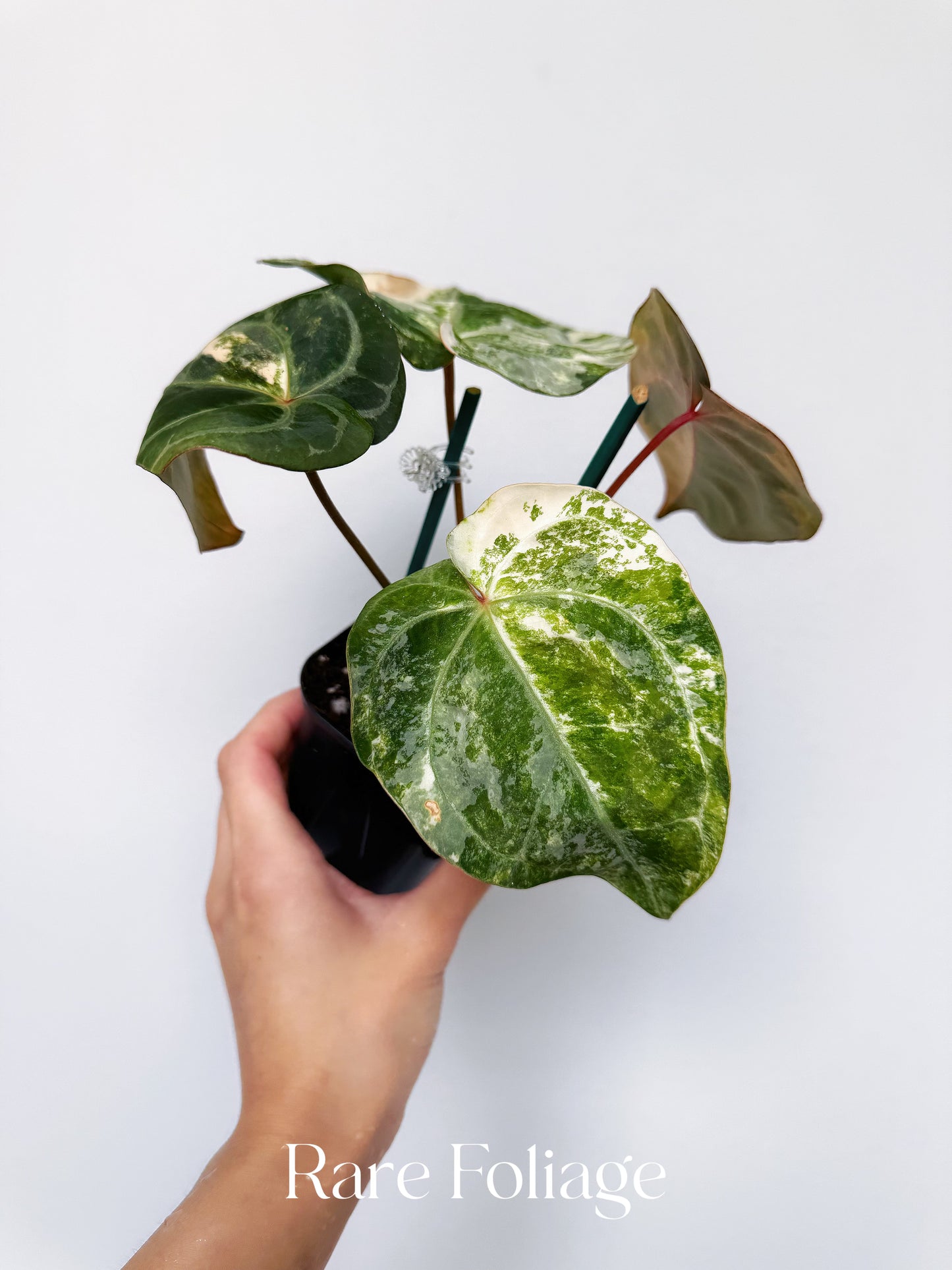 Anthurium Golden Sunrise x Carlablackiae Variegated 4” Exact Plant