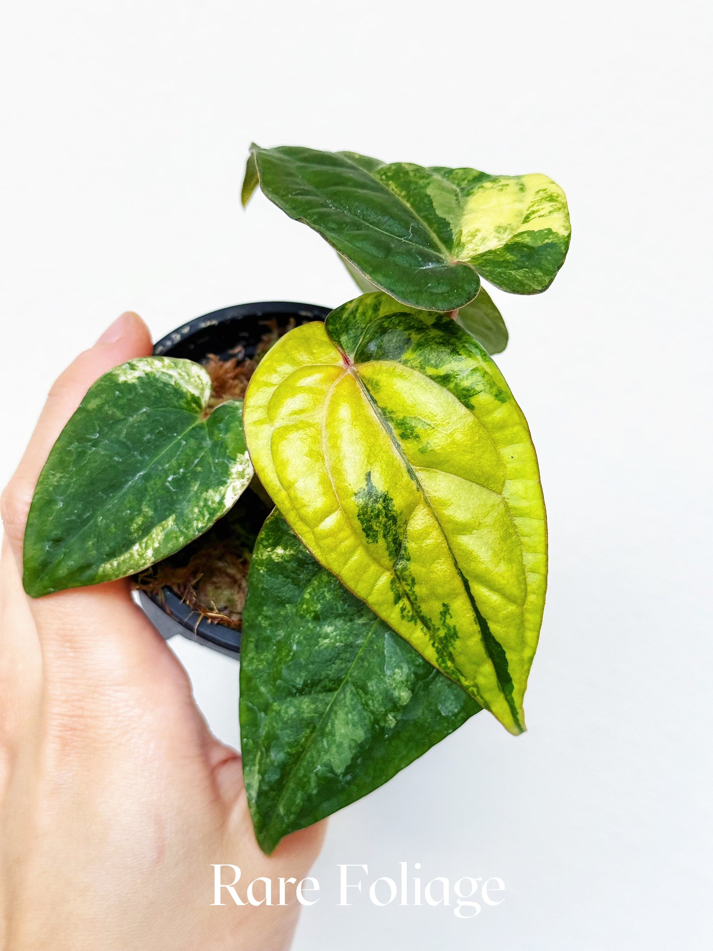 Anthurium Golden Sunrise x KOS Pink x RVDP 3" Exact Plant