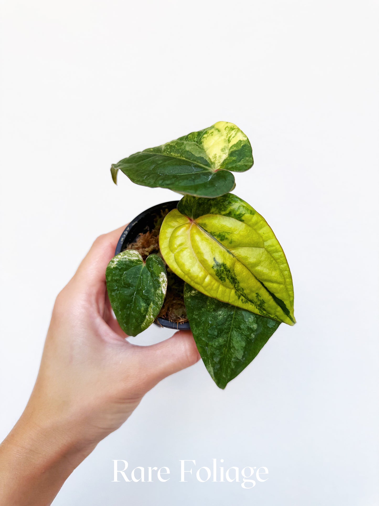 Anthurium Golden Sunrise x KOS Pink x RVDP 3" Exact Plant