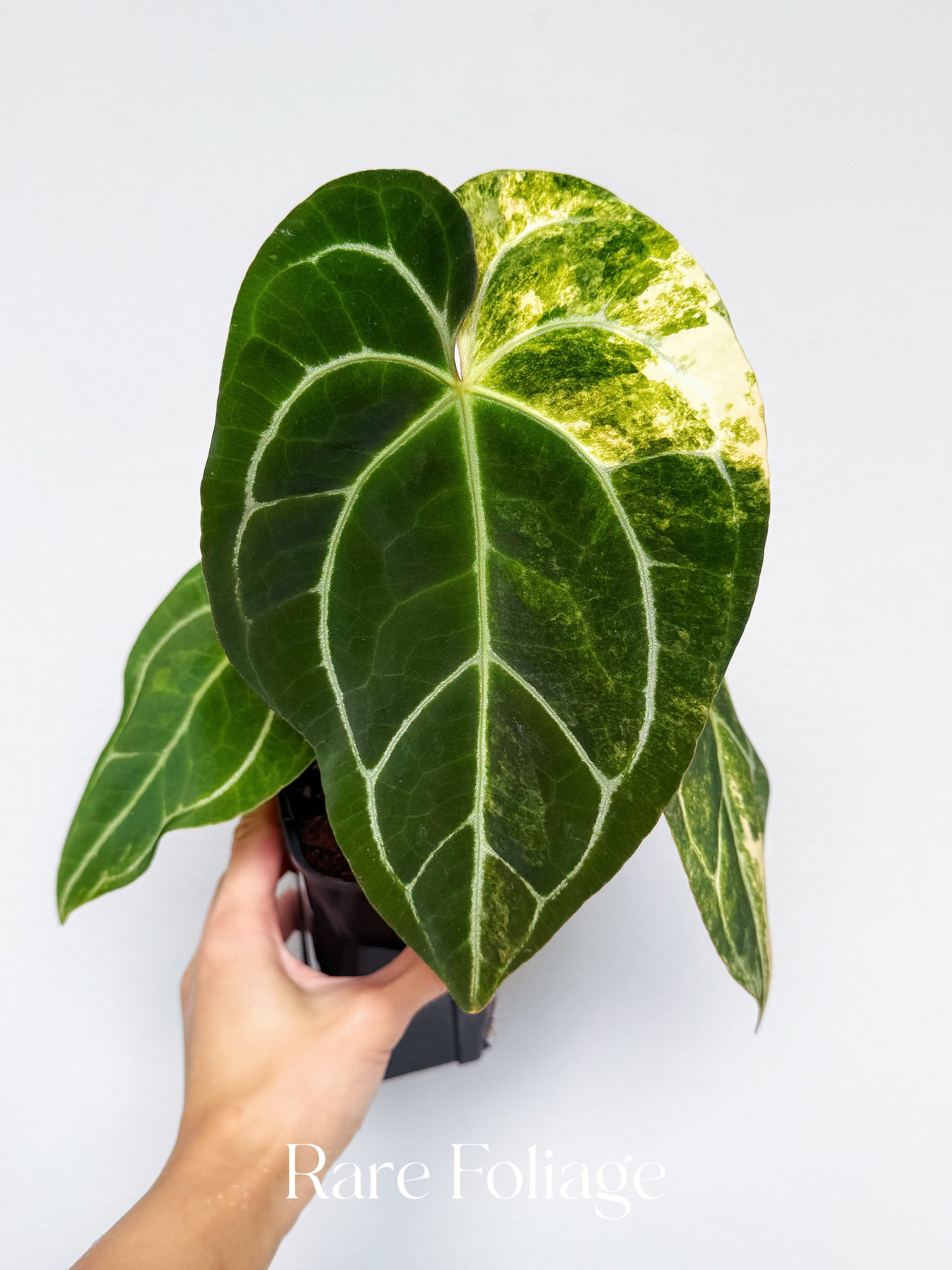 Anthurium Golden Sunrise x RVDP Variegated 4” Exact Plant