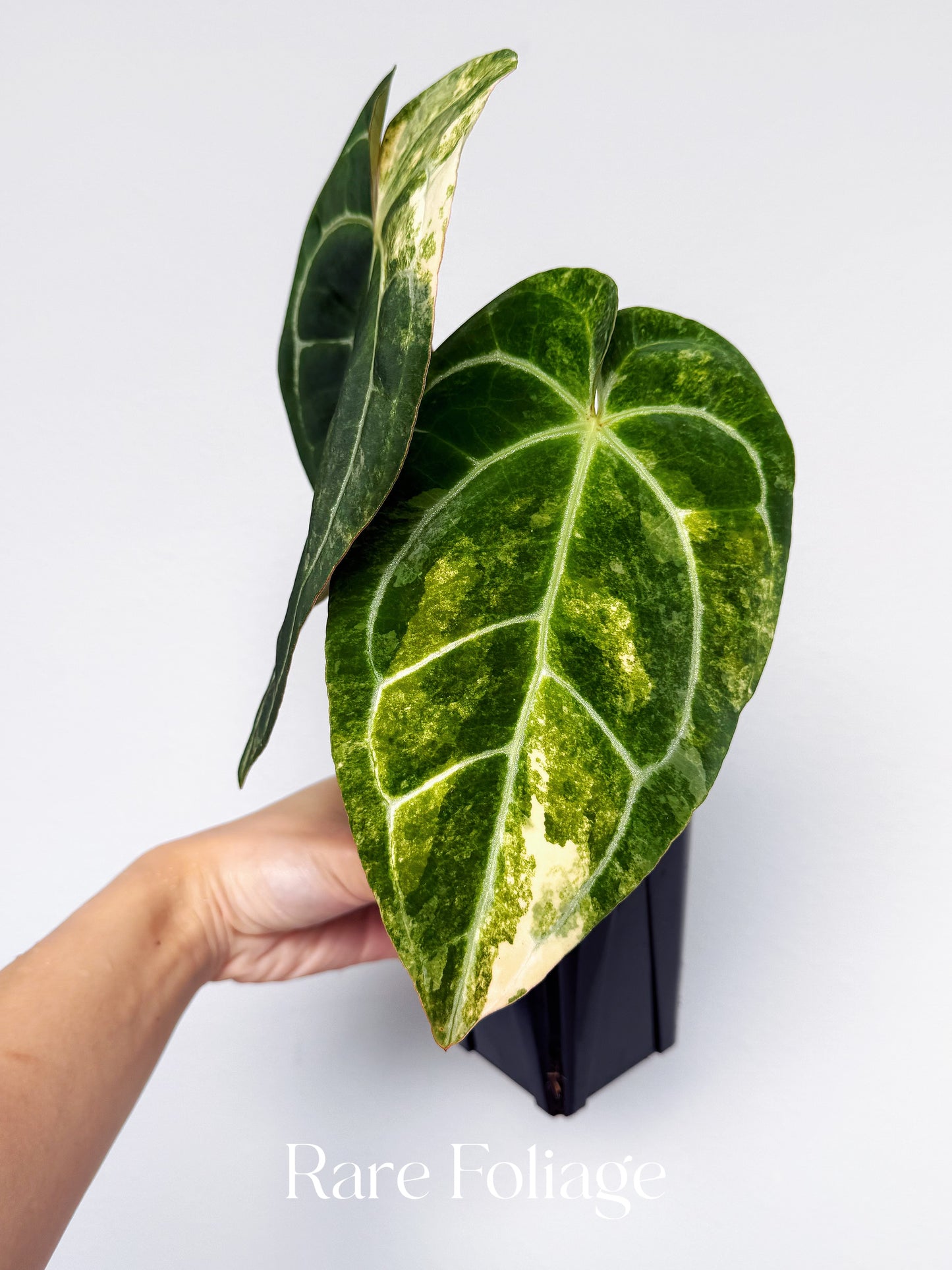 Anthurium Golden Sunrise x RVDP Variegated 4” Exact Plant