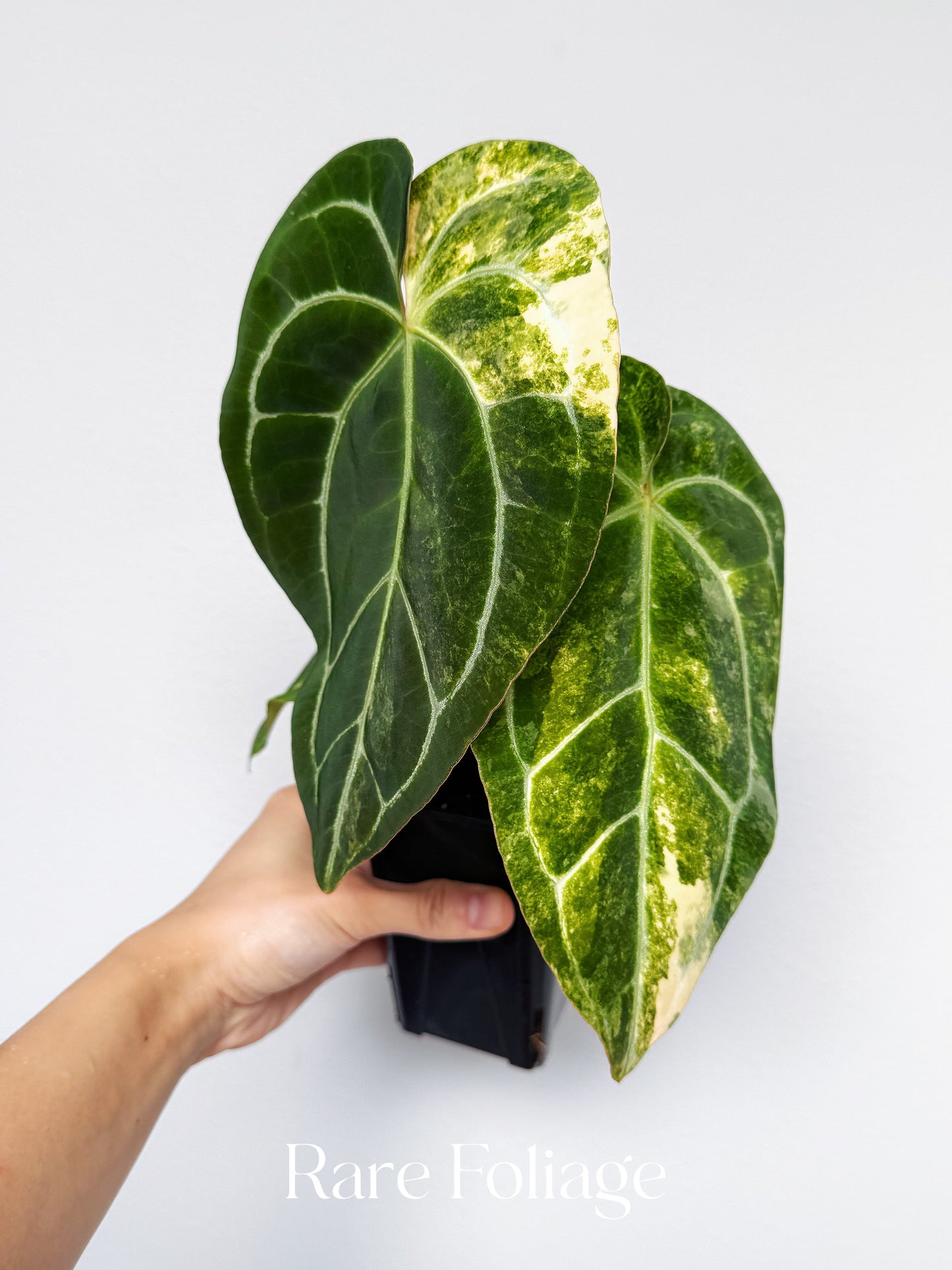 Anthurium Golden Sunrise x RVDP Variegated 4” Exact Plant