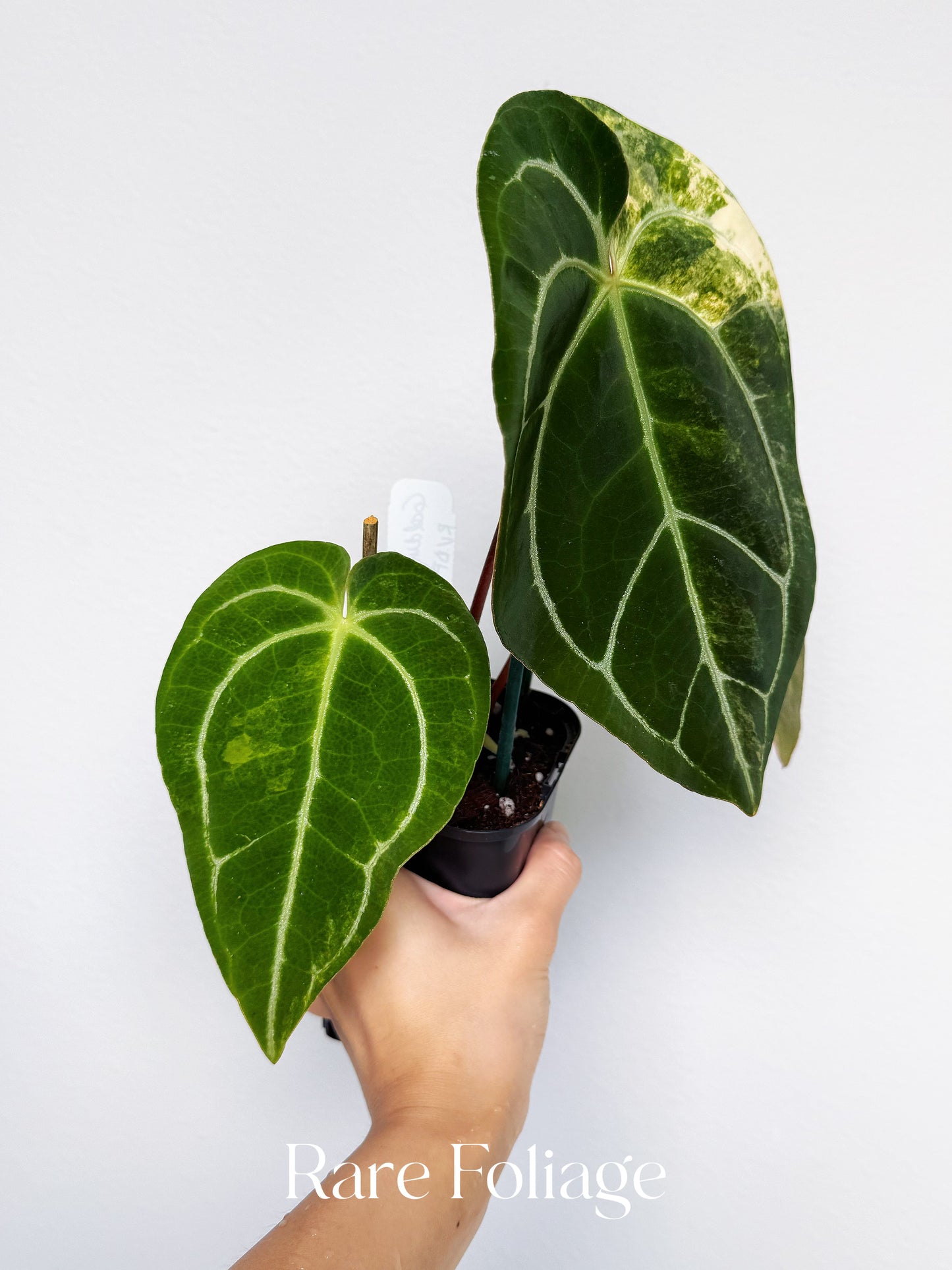 Anthurium Golden Sunrise x RVDP Variegated 4” Exact Plant