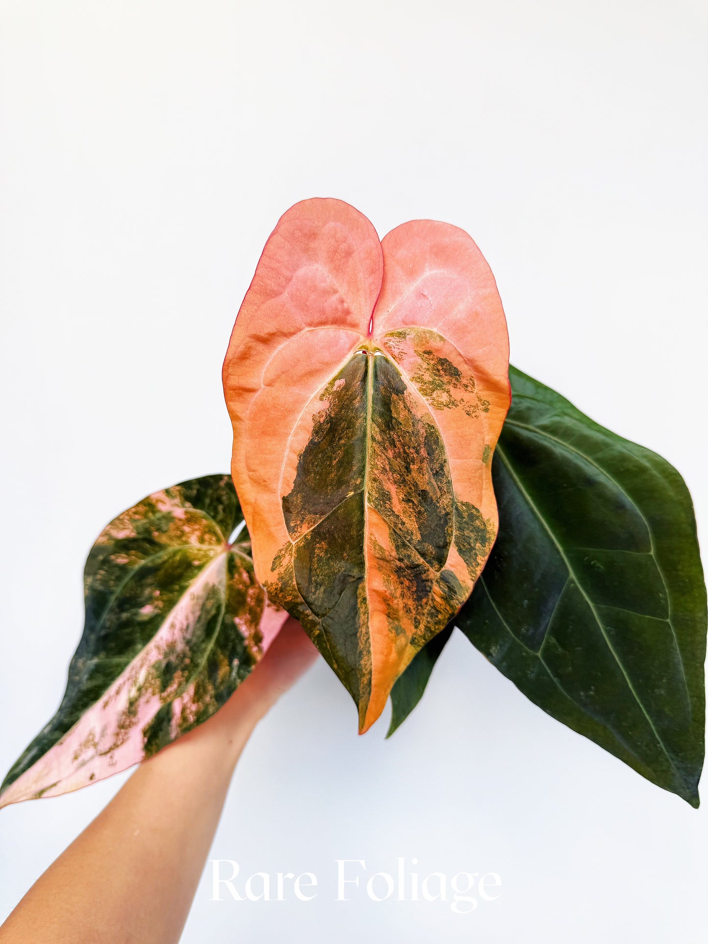 Anthurium Golden Sunrise x SOJ Red Vein 4” Exact Plant