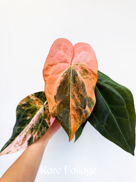 Anthurium Golden Sunrise x SOJ Red Vein 4” Exact Plant