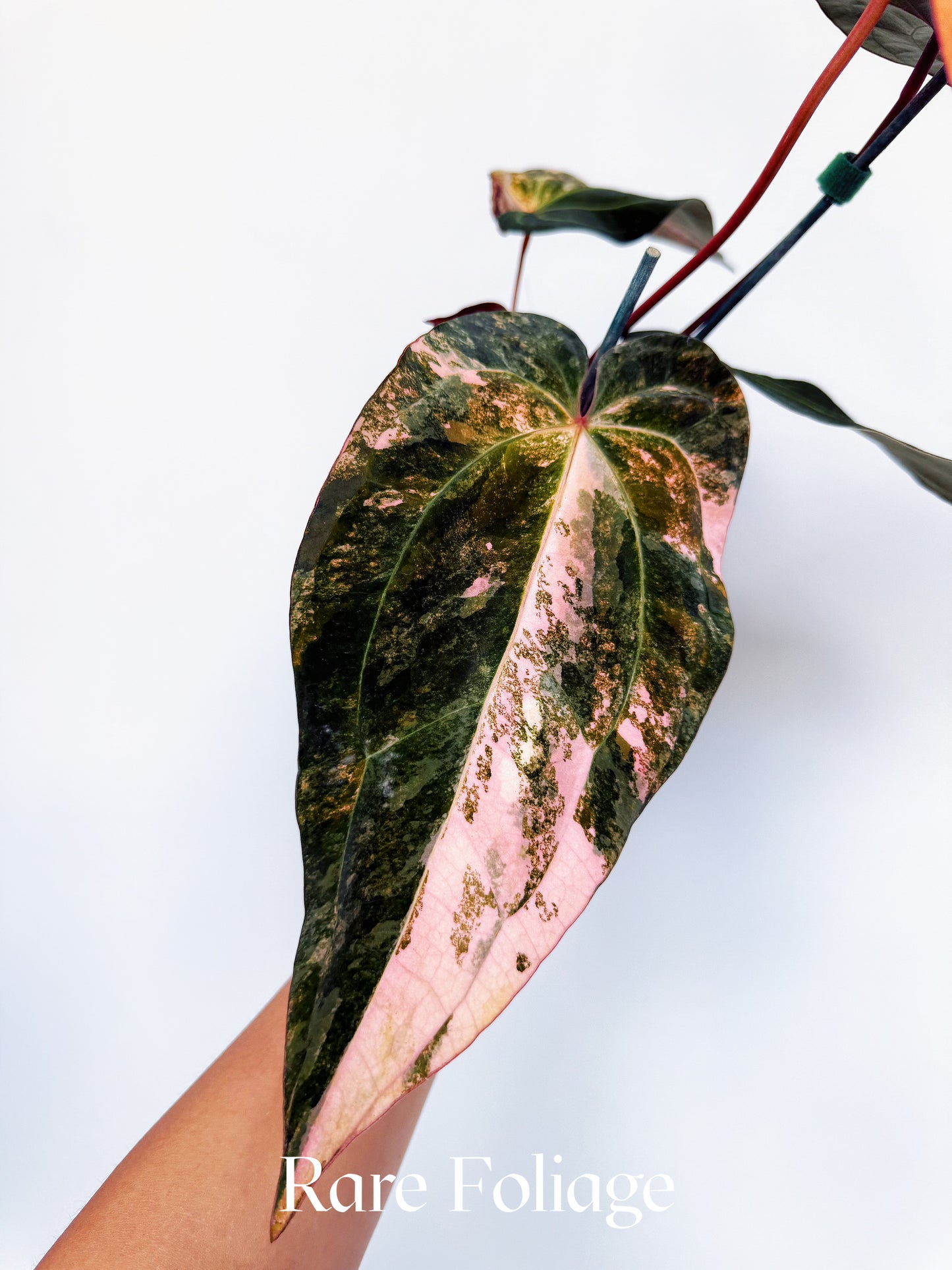 Anthurium Golden Sunrise x SOJ Red Vein 4” Exact Plant