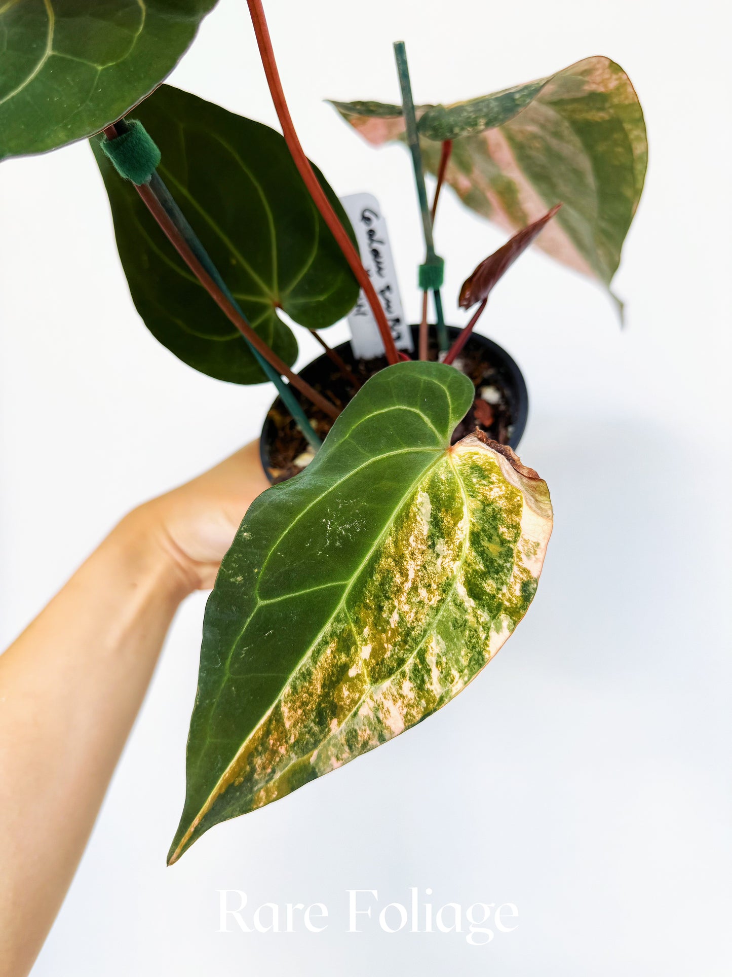 Anthurium Golden Sunrise x SOJ Red Vein 4” Exact Plant