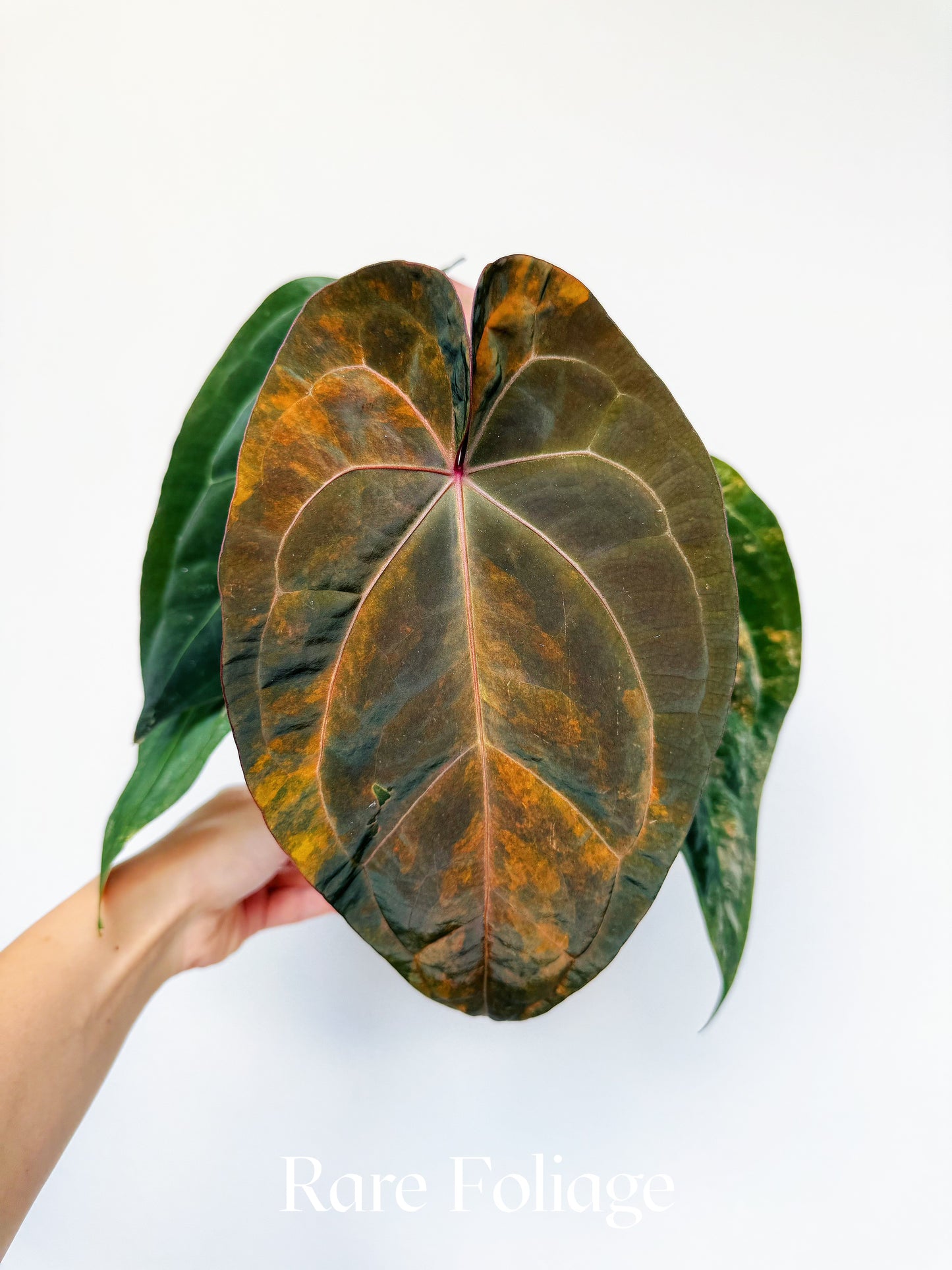 Anthurium Golden Sunrise x SOJ Red Vein 4” Exact Plant