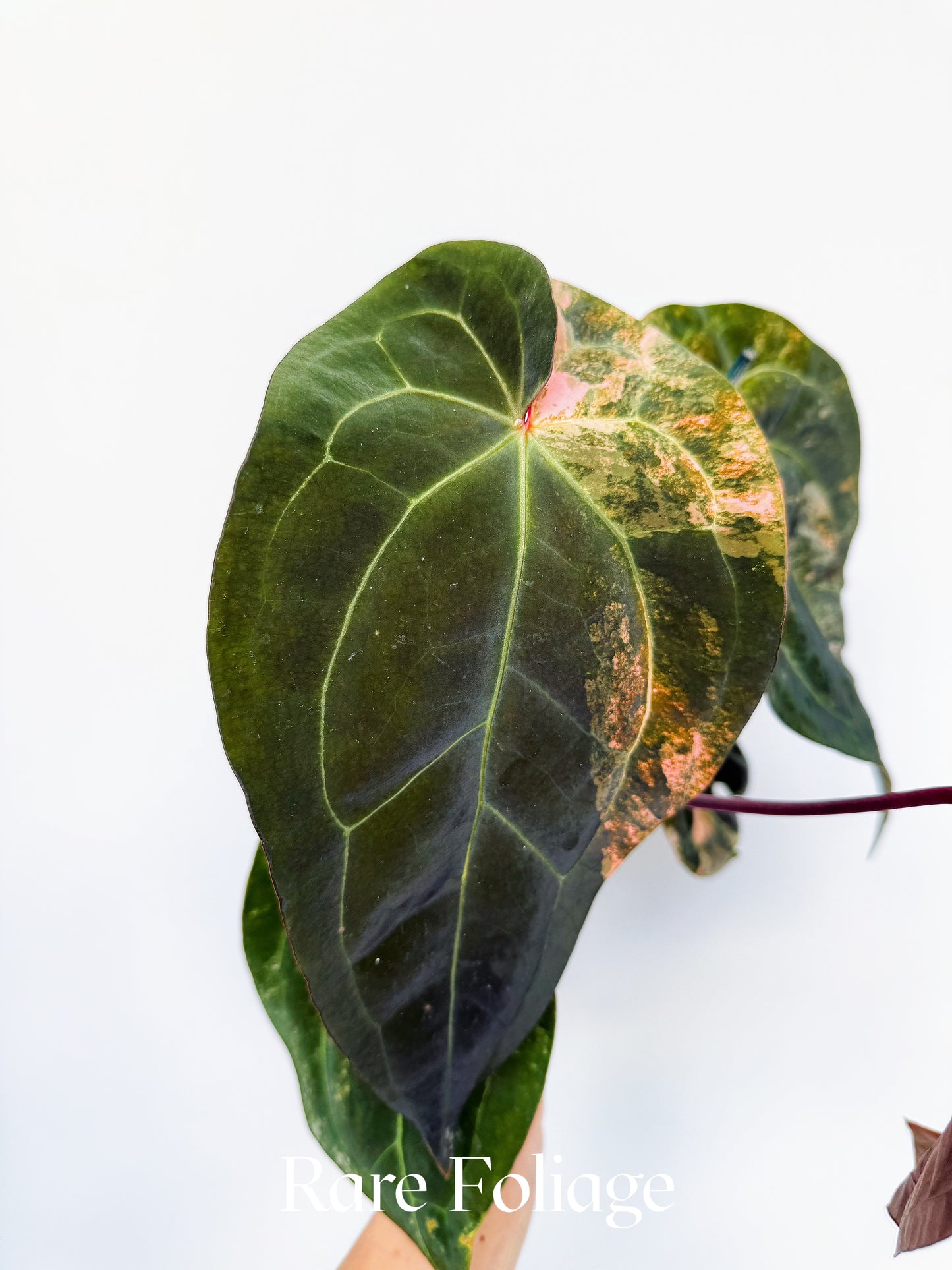Anthurium Golden Sunrise x SOJ Red Vein 4” Exact Plant