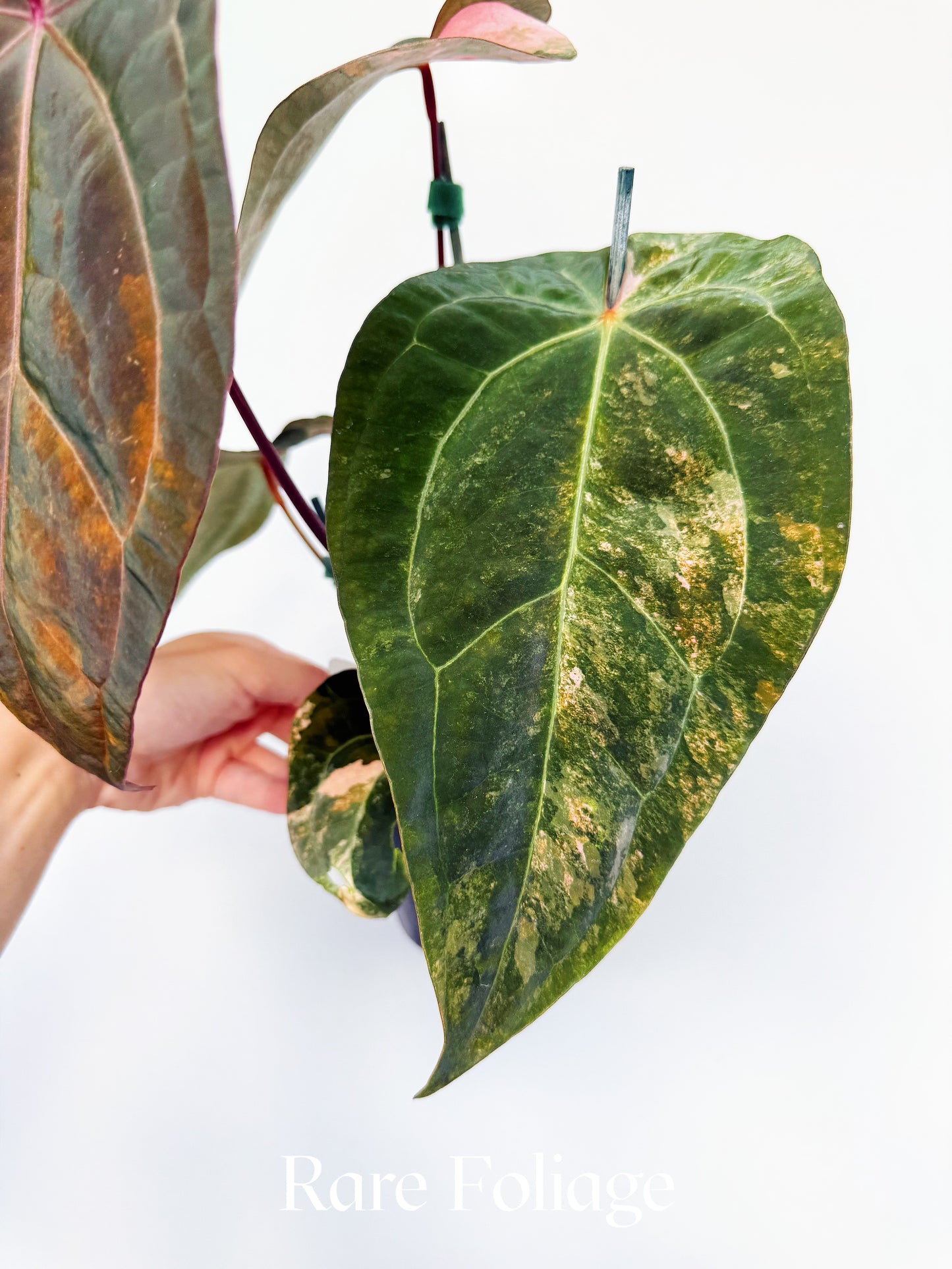 Anthurium Golden Sunrise x SOJ Red Vein 4” Exact Plant