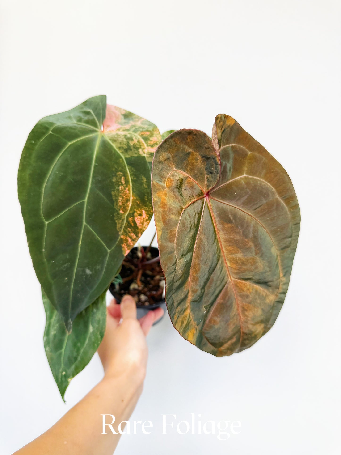 Anthurium Golden Sunrise x SOJ Red Vein 4” Exact Plant