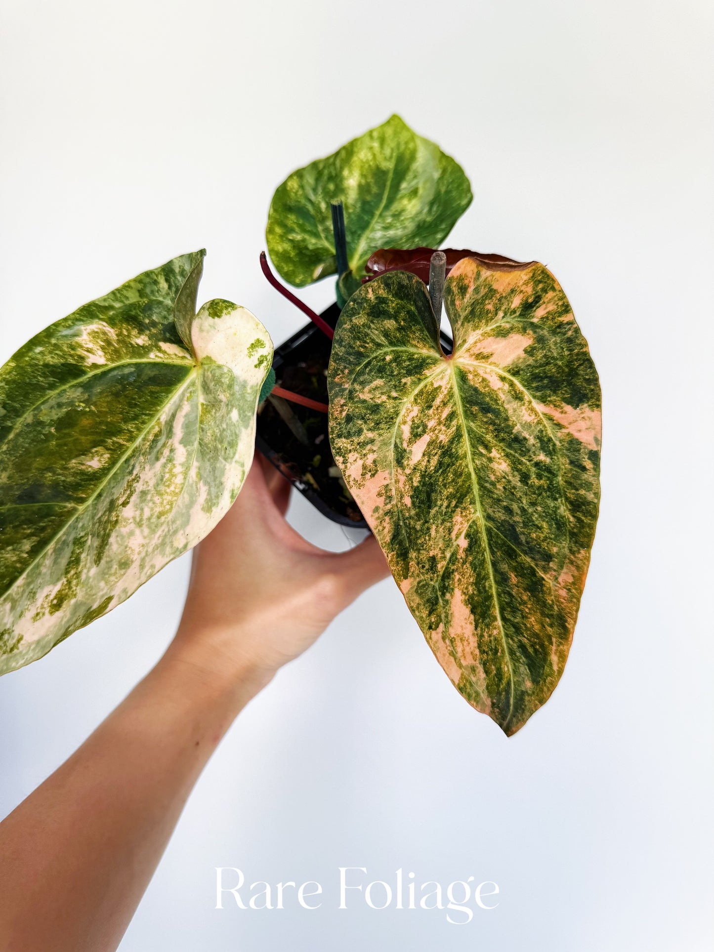 Anthurium Golden Sunrise x SOJ Red Vein 4” Exact Plant