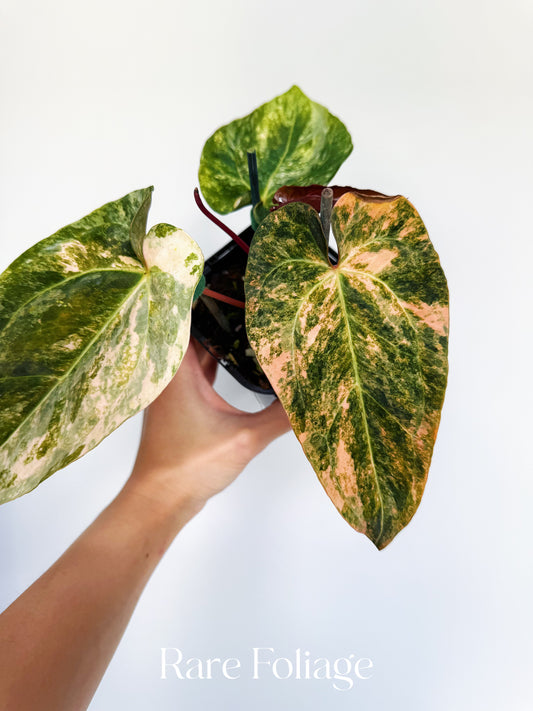 Anthurium Golden Sunrise x SOJ Red Vein 4” Exact Plant