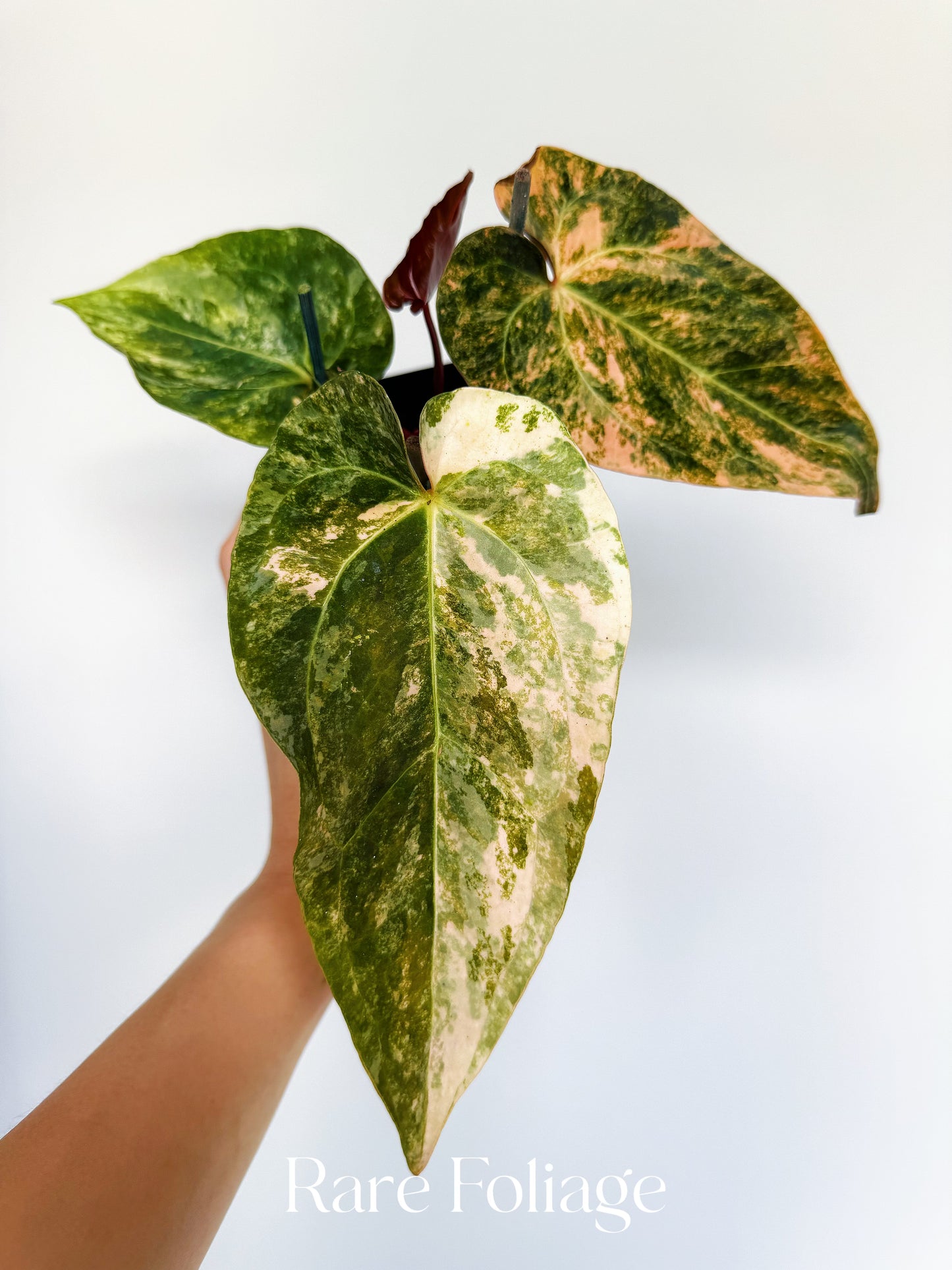 Anthurium Golden Sunrise x SOJ Red Vein 4” Exact Plant