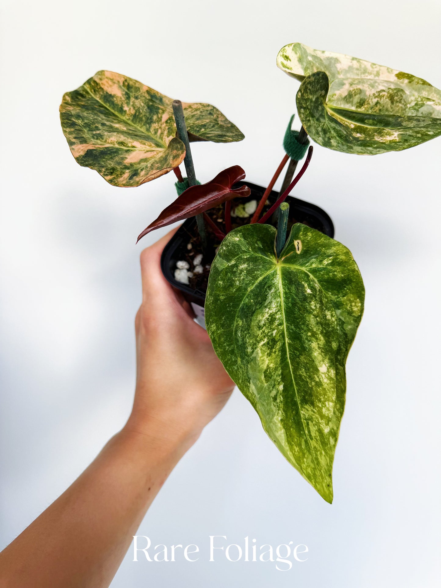 Anthurium Golden Sunrise x SOJ Red Vein 4” Exact Plant