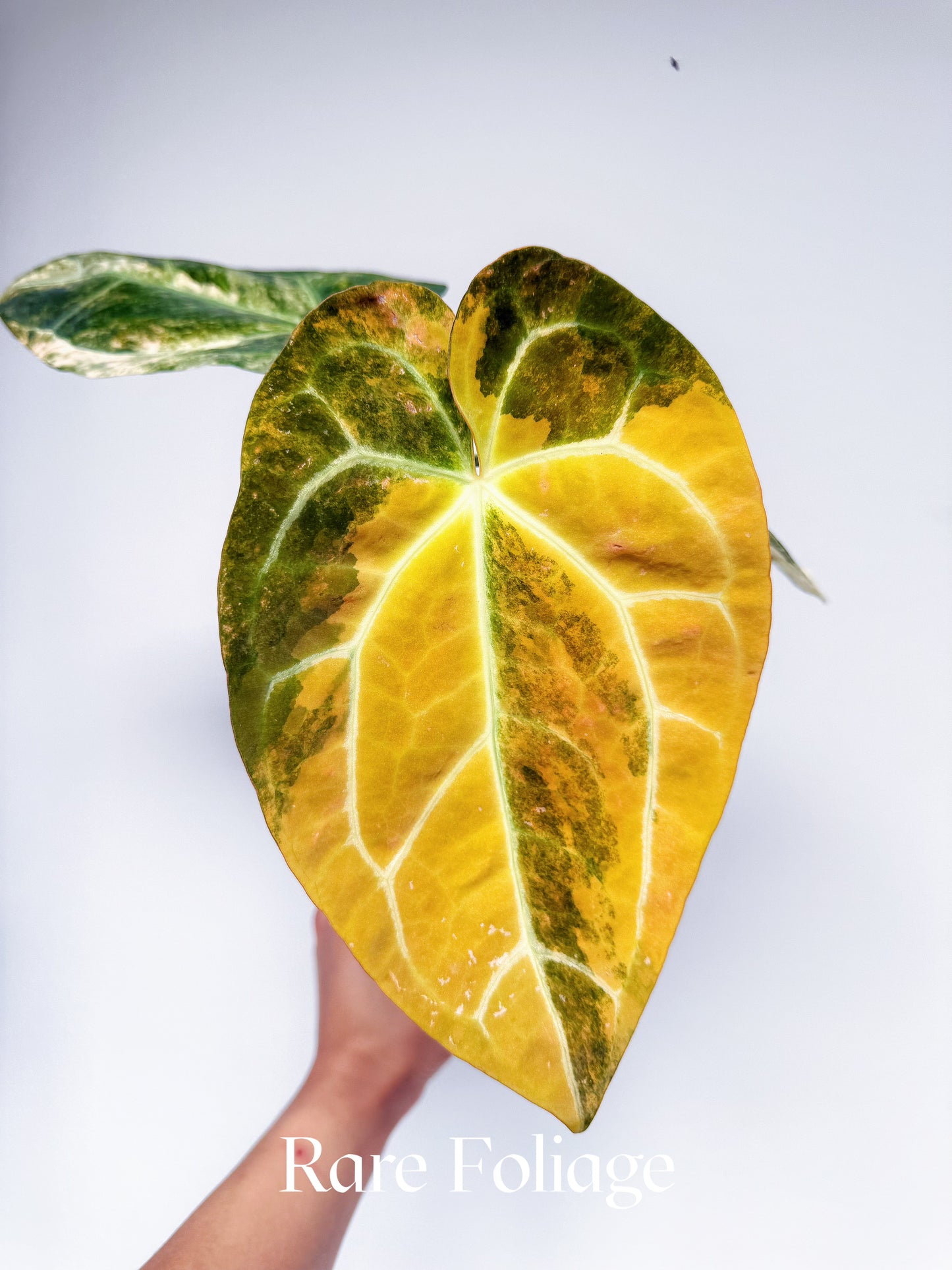 Anthurium Golden Sunrise x SOJ Red Vein Variegated 6” Exact Plant