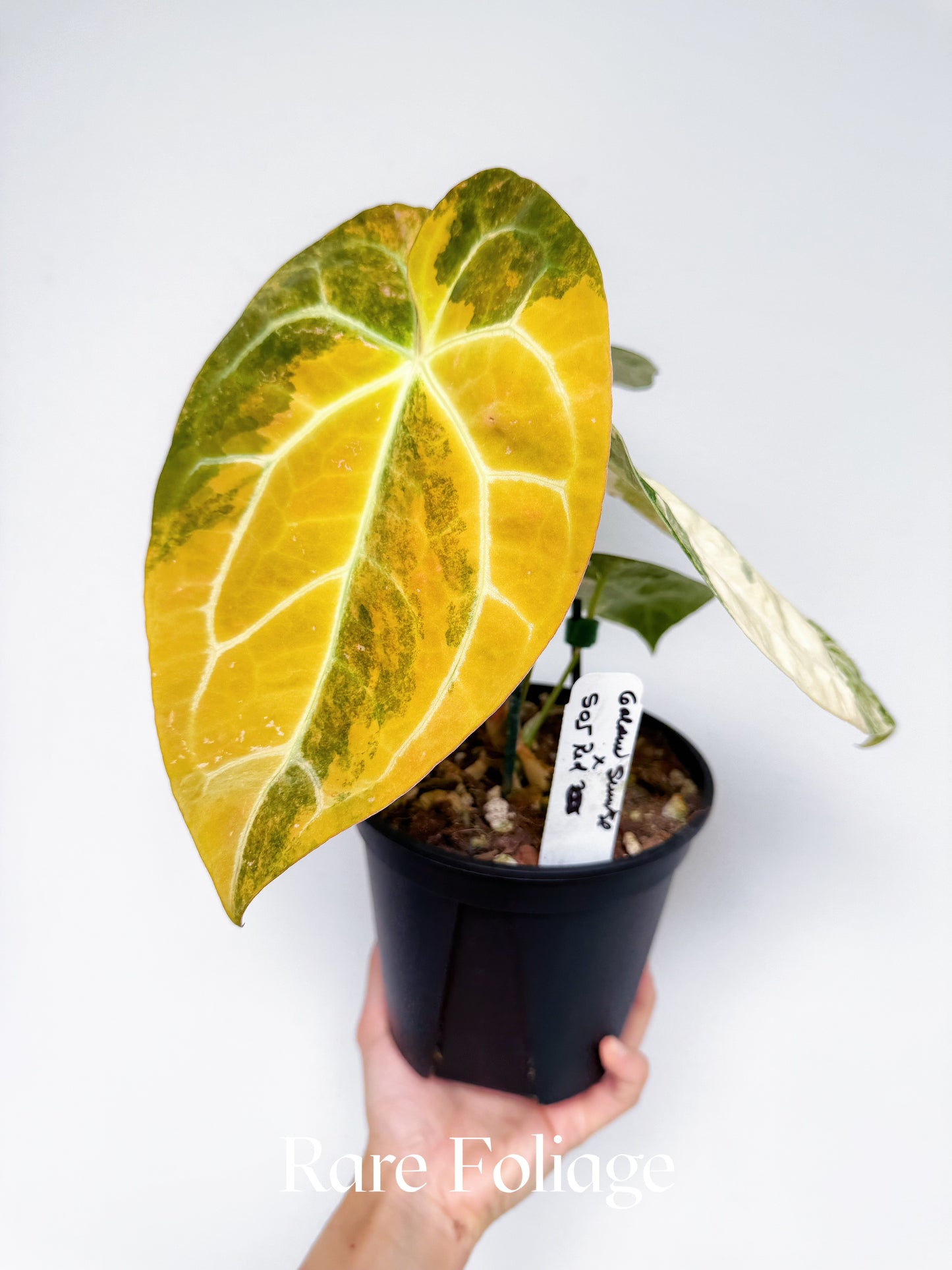 Anthurium Golden Sunrise x SOJ Red Vein Variegated 6” Exact Plant